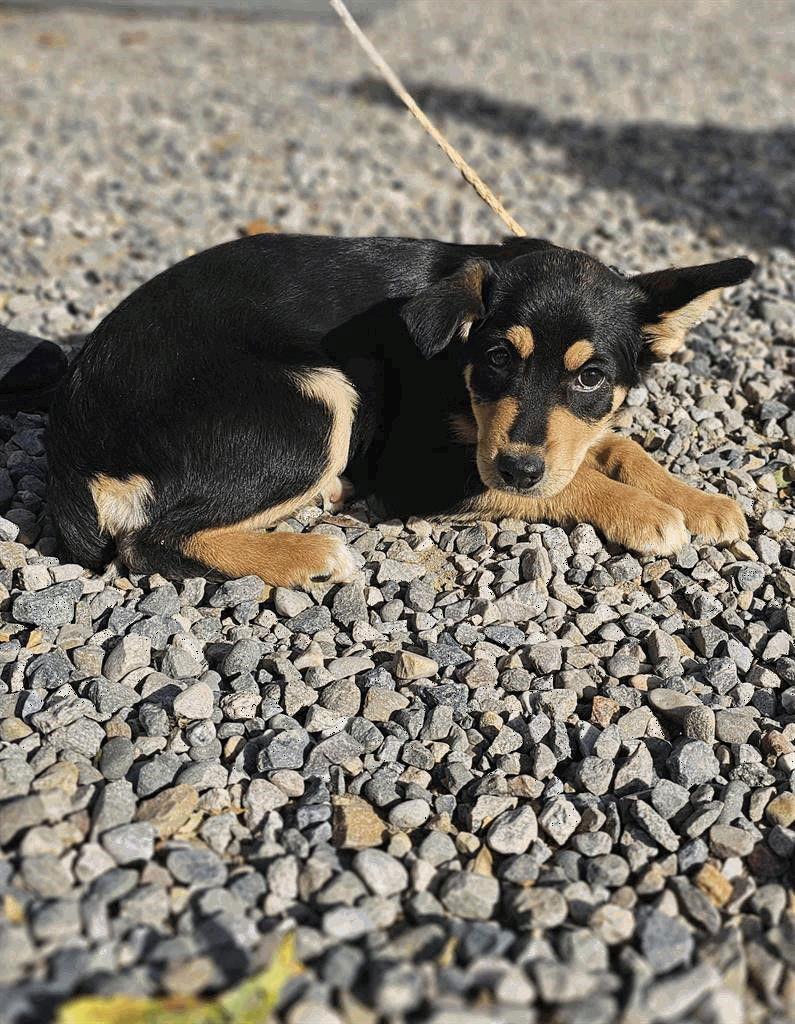 Mary Ann, Adoptable, Puppy Female Australian Shepherd.