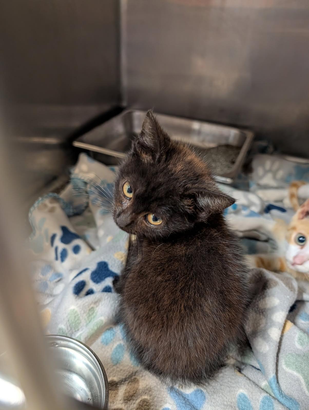 Pleco (Spayed) (Photos June 25th 2026), an adopted Domestic Short Hair in Marietta, OH image 4/5