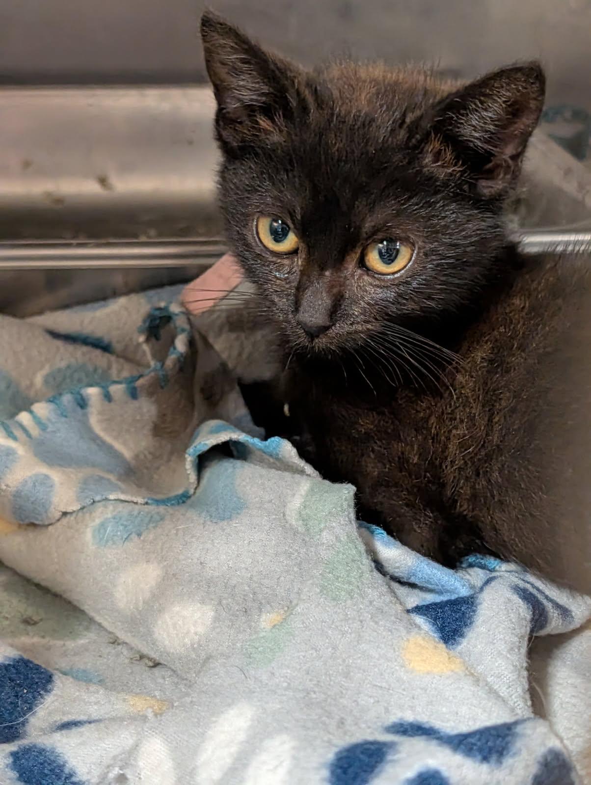 Pleco (Spayed) (Photos June 25th 2026), adopted, Kitten Female Domestic Short Hair.