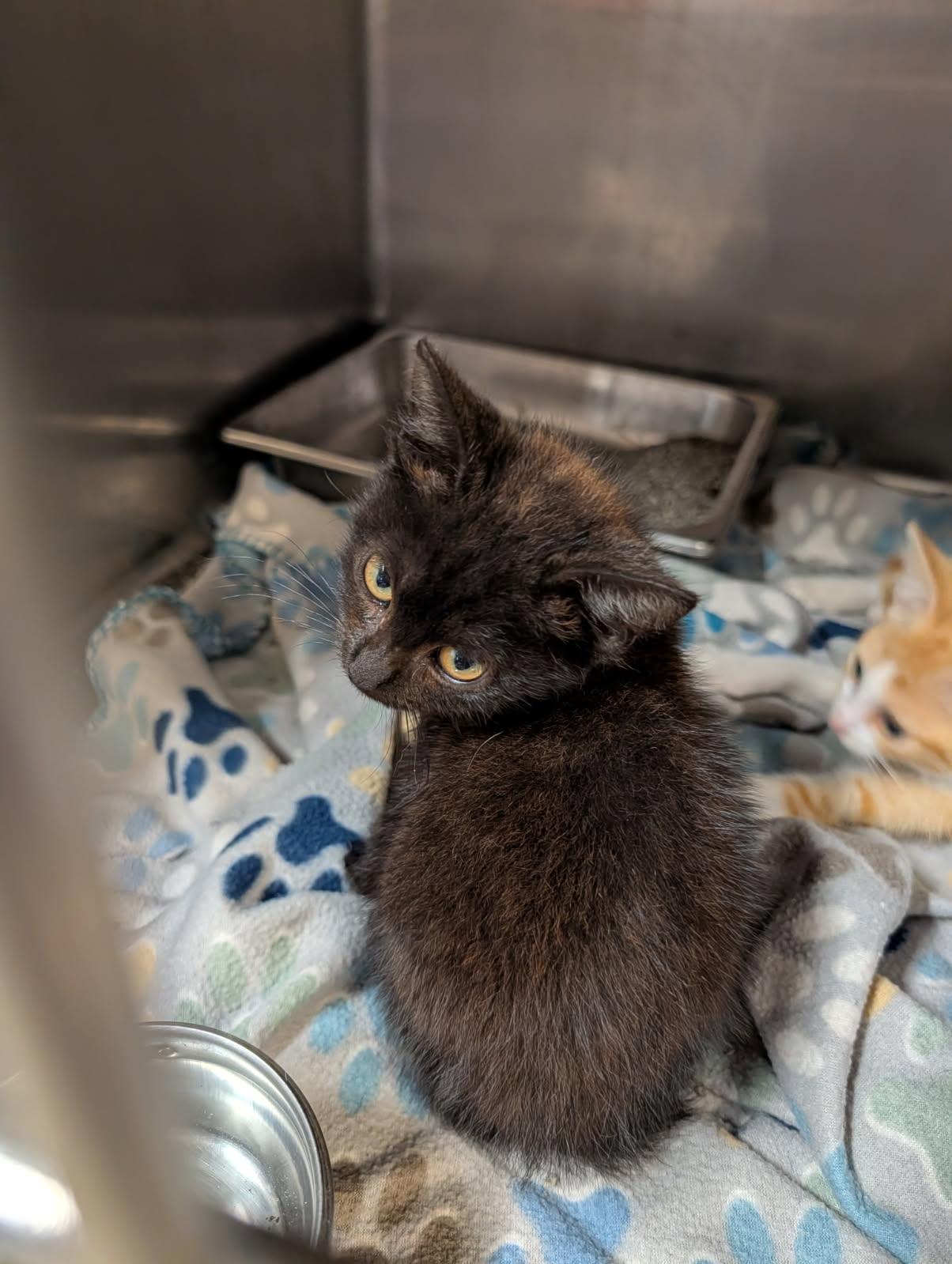 Pleco (Spayed) (Photos June 25th 2026), an adopted Domestic Short Hair in Marietta, OH image 3/5
