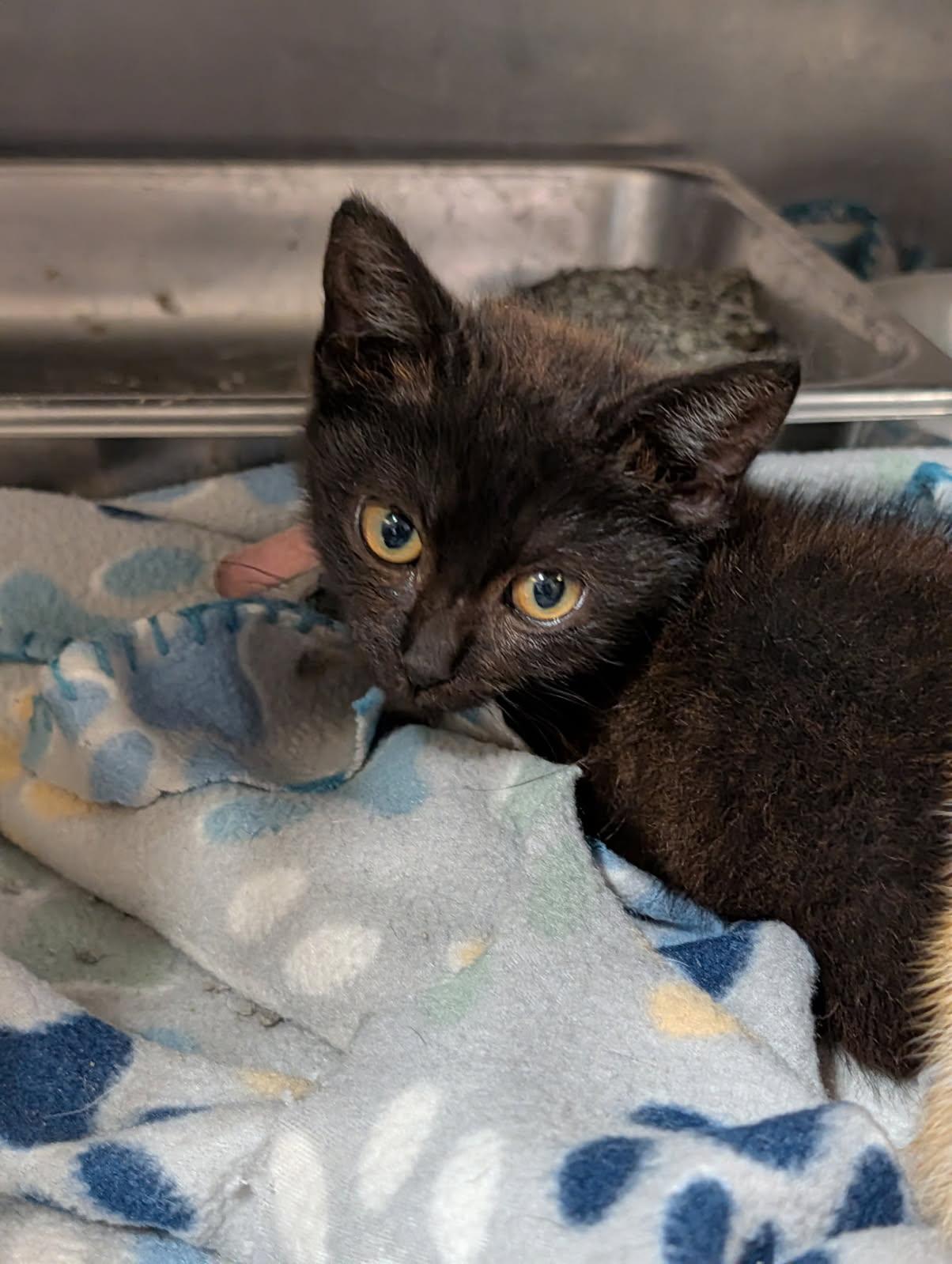Pleco (Spayed) (Photos June 25th 2026), an adopted Domestic Short Hair in Marietta, OH image 2/5