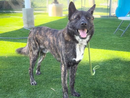 QUITA, Adoptable, Young Male Akita & Mixed Breed.