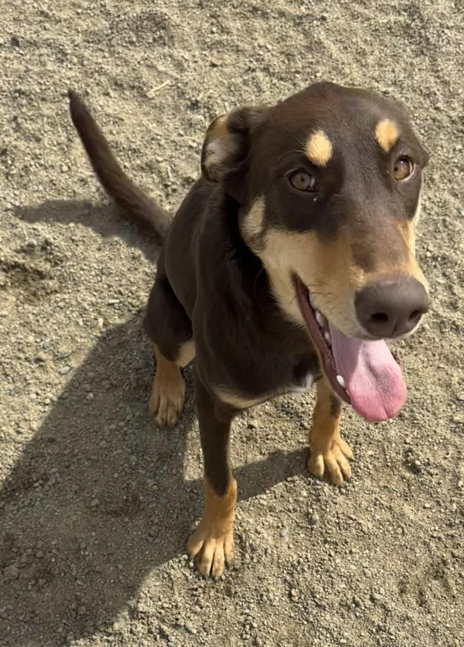 Harlow, adopted, Young Female Doberman Pinscher.