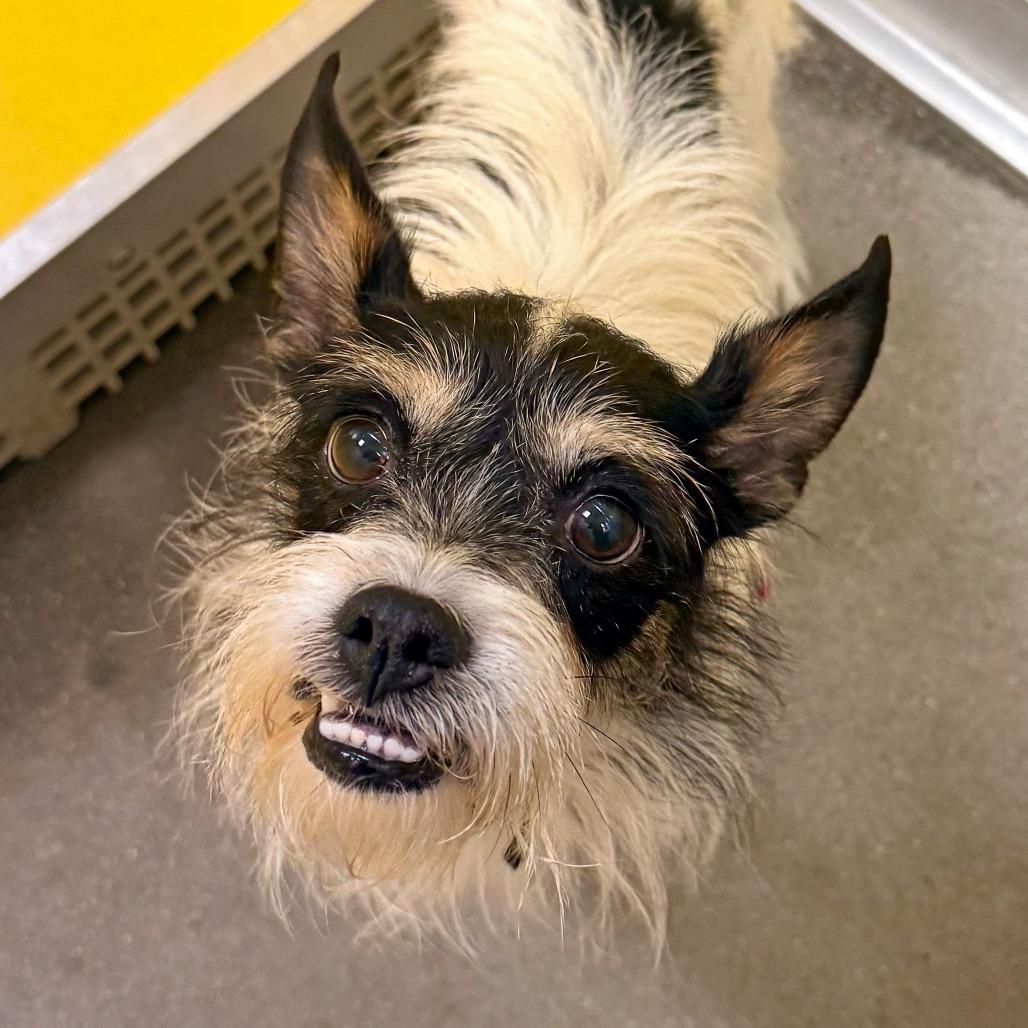 Enlarge Petey, a Adoptable Mixed Breed in Murray, UT image 1/3
