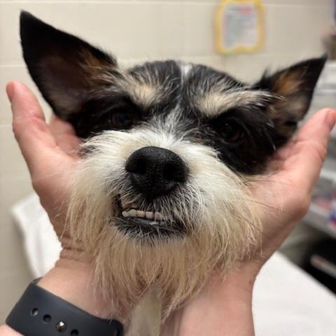 Enlarge Petey, a Adoptable Mixed Breed in Murray, UT image 2/3