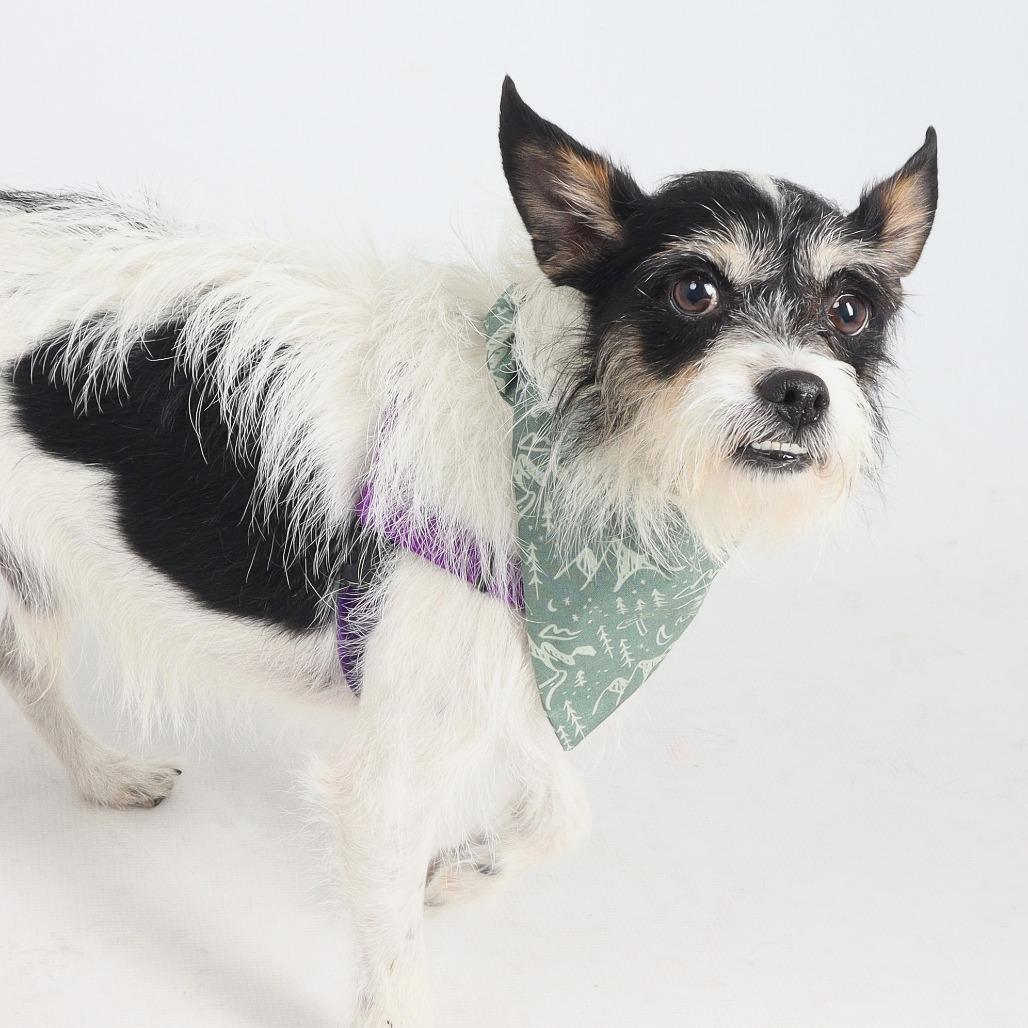 Enlarge Petey, a Adoptable Mixed Breed in Murray, UT image 3/3