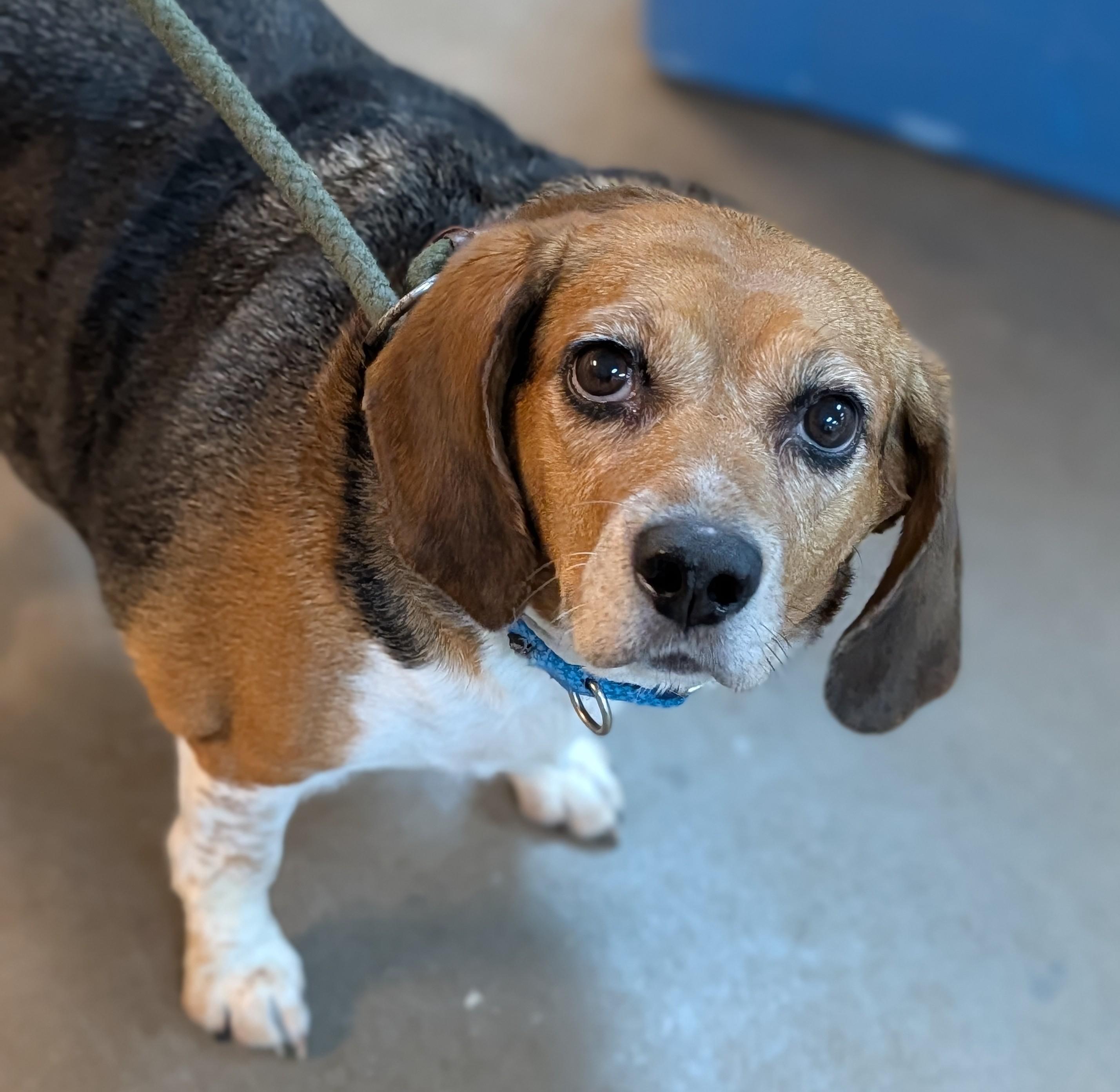 Sweet Pea, adopted, Senior Female Beagle.