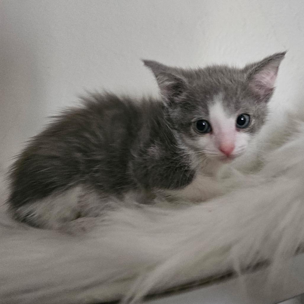 Hephaestus, Adoptable, Kitten Male Domestic Short Hair.