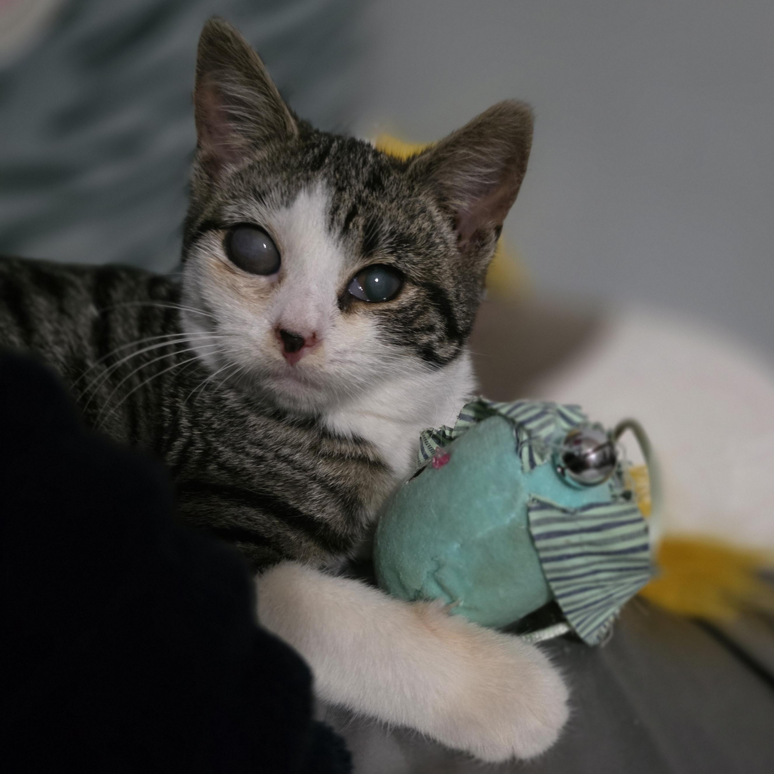 Holly, Adoptable, Kitten Female Domestic Short Hair & Tabby.