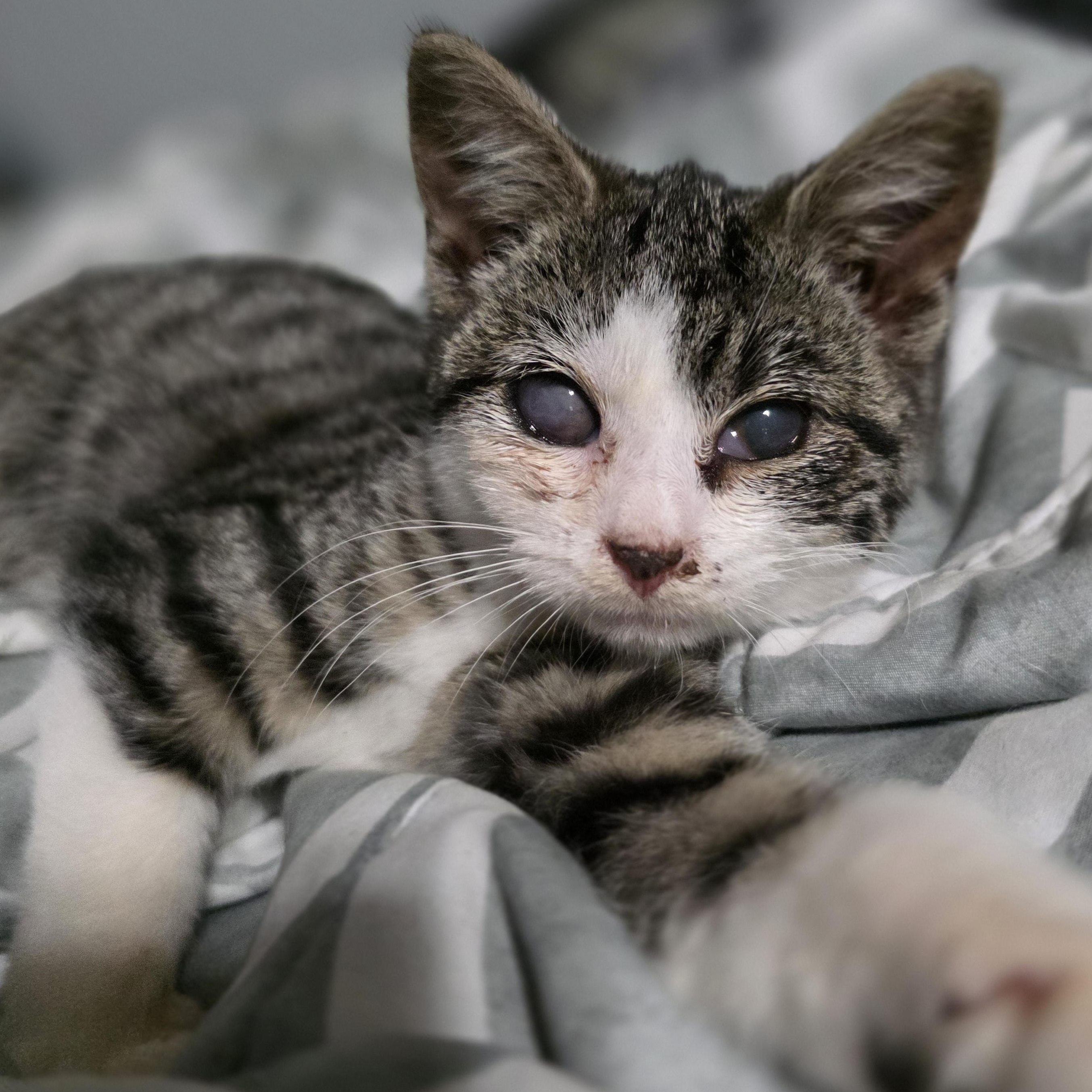 Enlarge Holly, a Adoptable mixed breed in Mastic beach, NY image 2/3