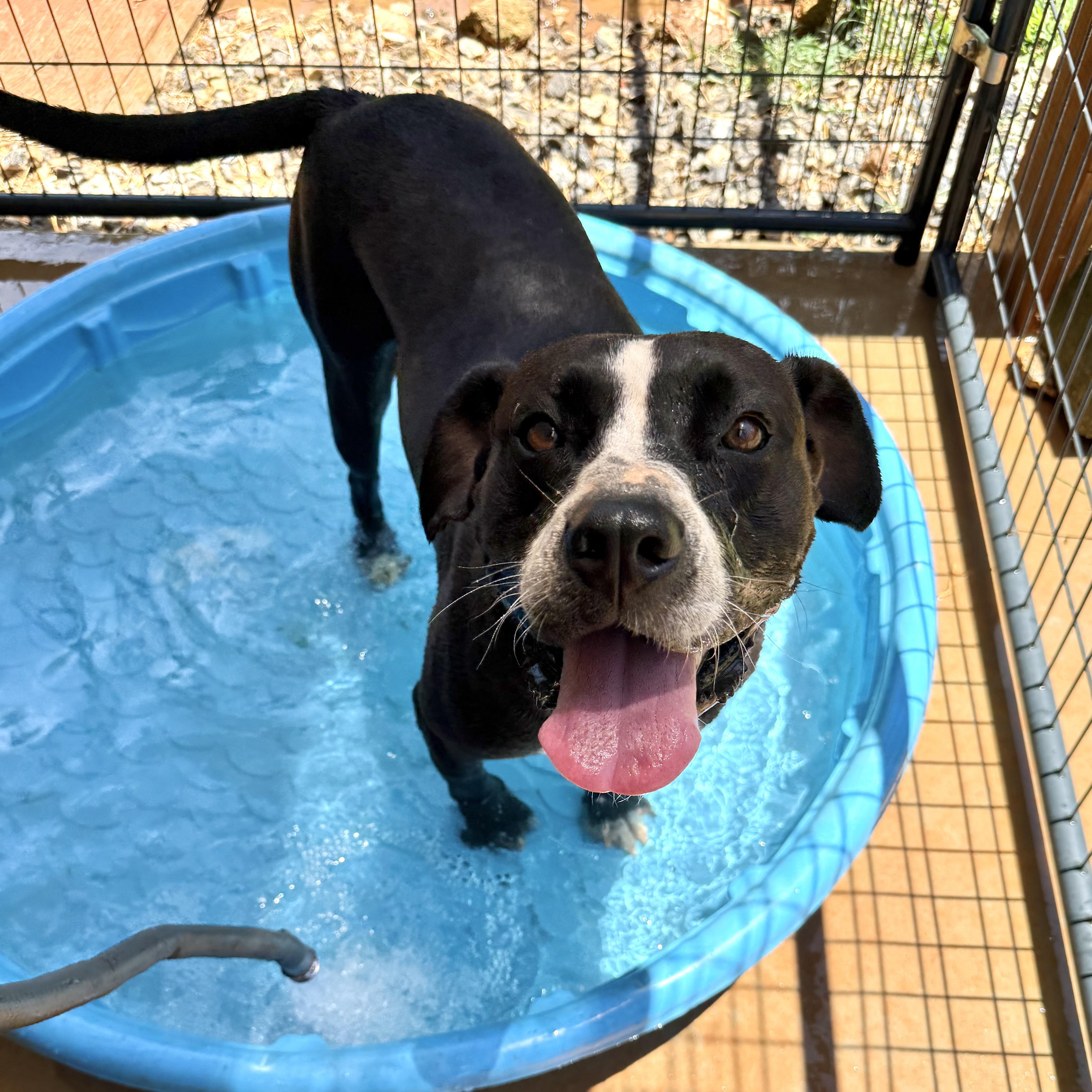 Enlarge Samantha, a Adoptable mixed breed in Jackson, GA image 4/6