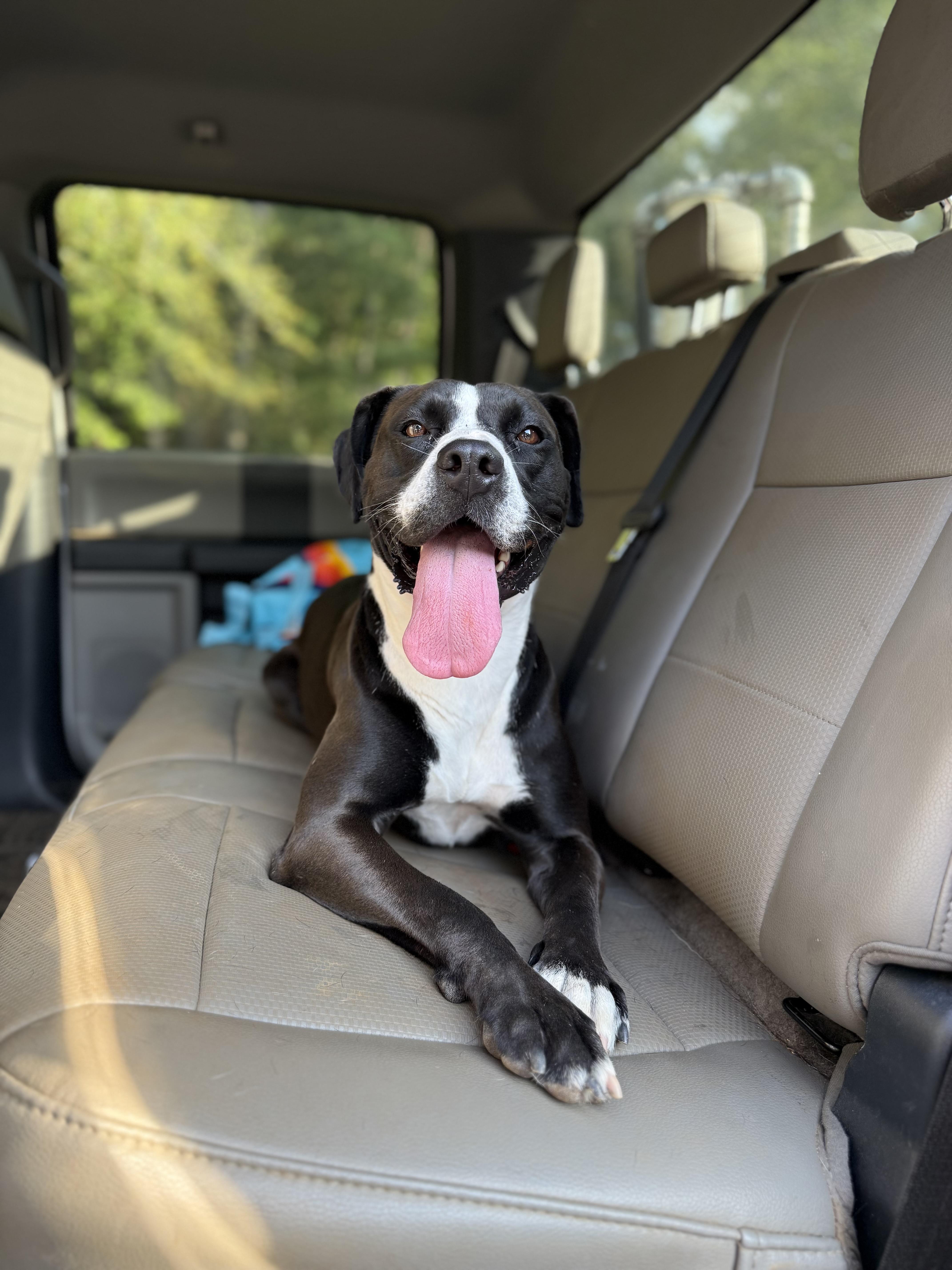 Enlarge Samantha, a Adoptable mixed breed in Jackson, GA image 2/6