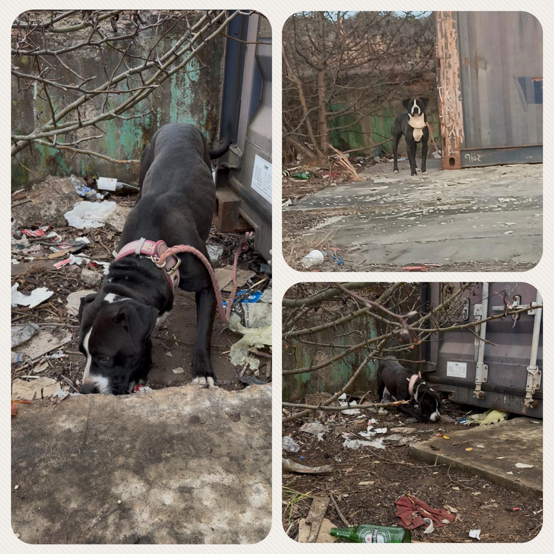 Enlarge Samantha, a Adoptable mixed breed in Jackson, GA image 5/6