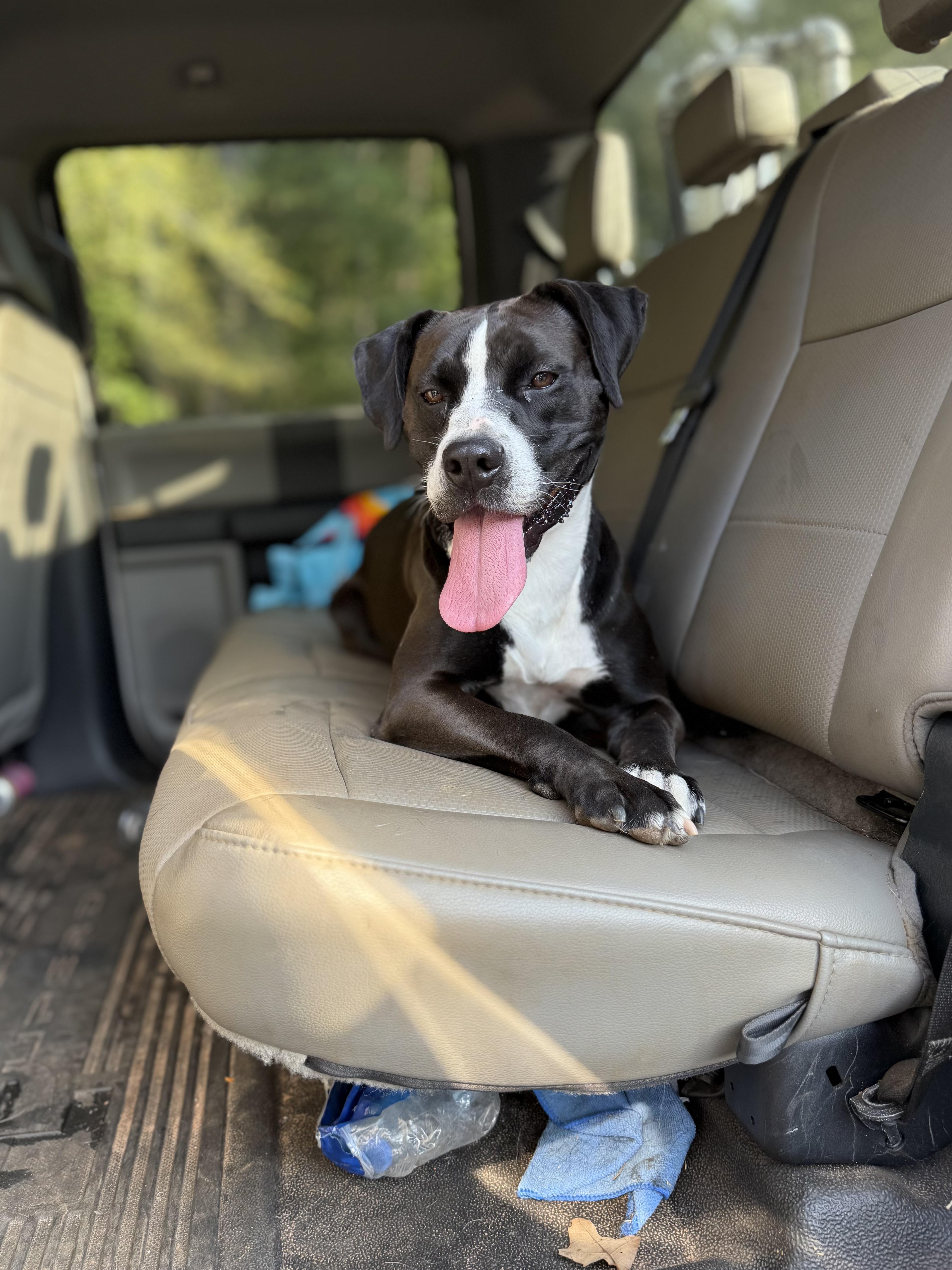 Enlarge Samantha, a Adoptable mixed breed in Jackson, GA image 3/6