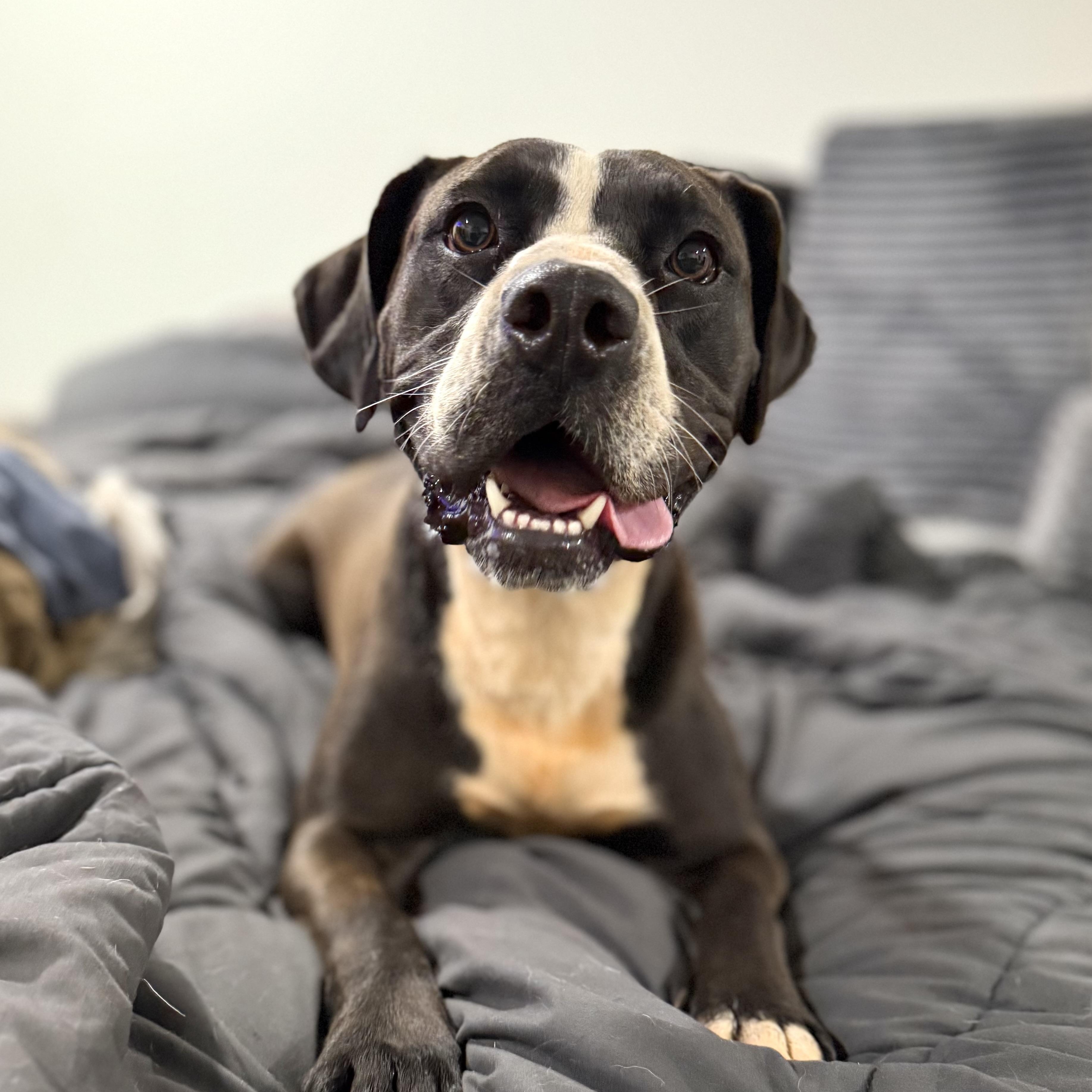 Enlarge Samantha, a Adoptable mixed breed in Jackson, GA image 1/6