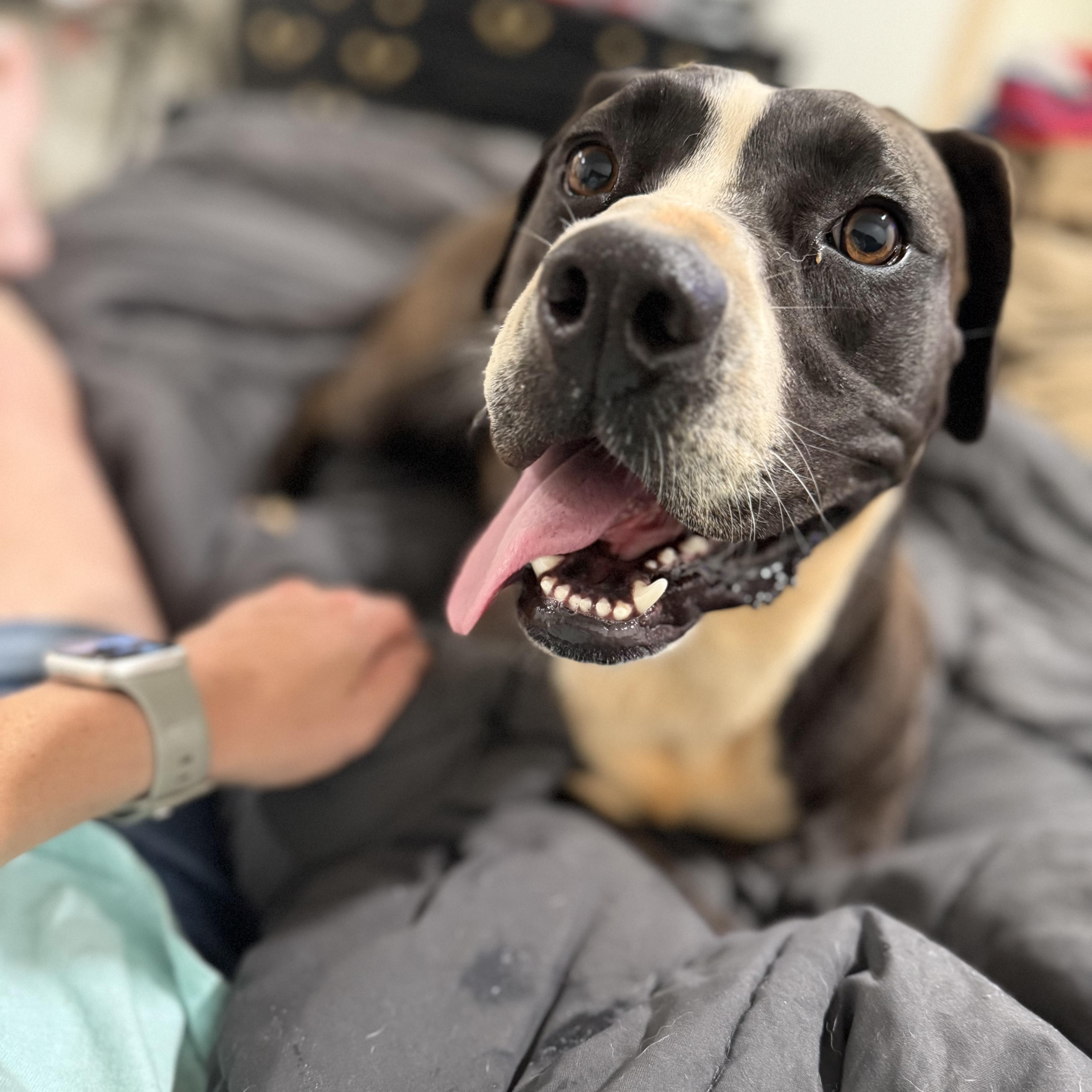 Enlarge Samantha, a Adoptable mixed breed in Jackson, GA image 6/6