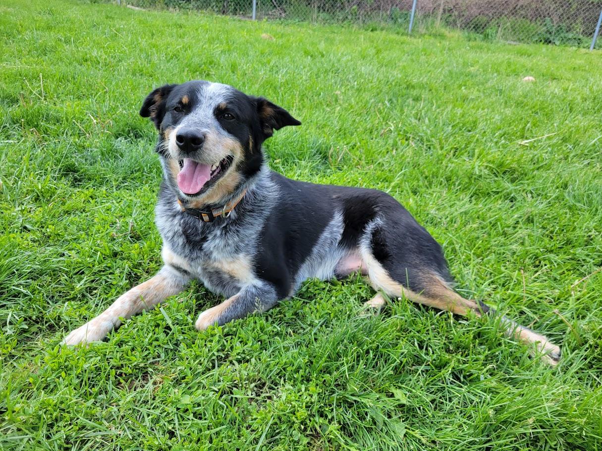 Newt, an adopted mixed breed in Lisbon, OH image 4/4