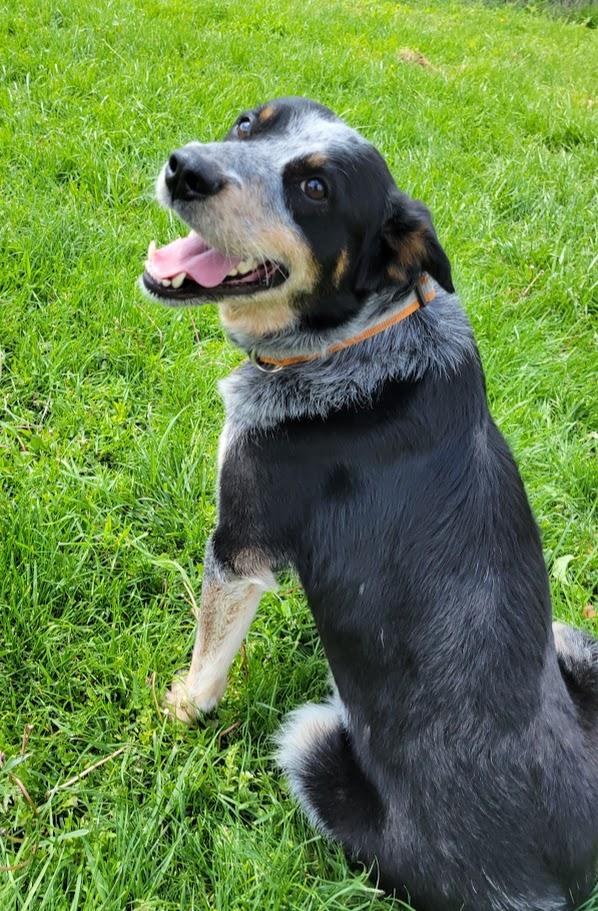 Newt, an adopted mixed breed in Lisbon, OH image 3/4