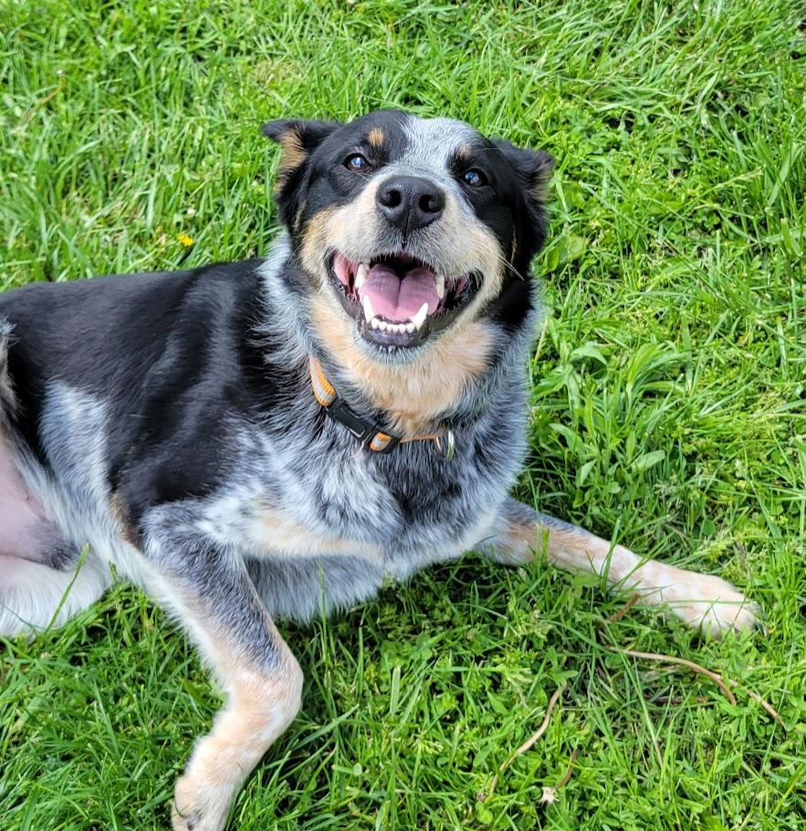 Newt, an adopted mixed breed in Lisbon, OH image 2/4