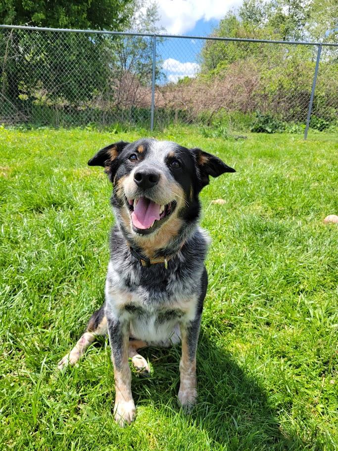 Newt, adopted, Adult Male Australian Cattle Dog / Blue Heeler & Australian Shepherd.