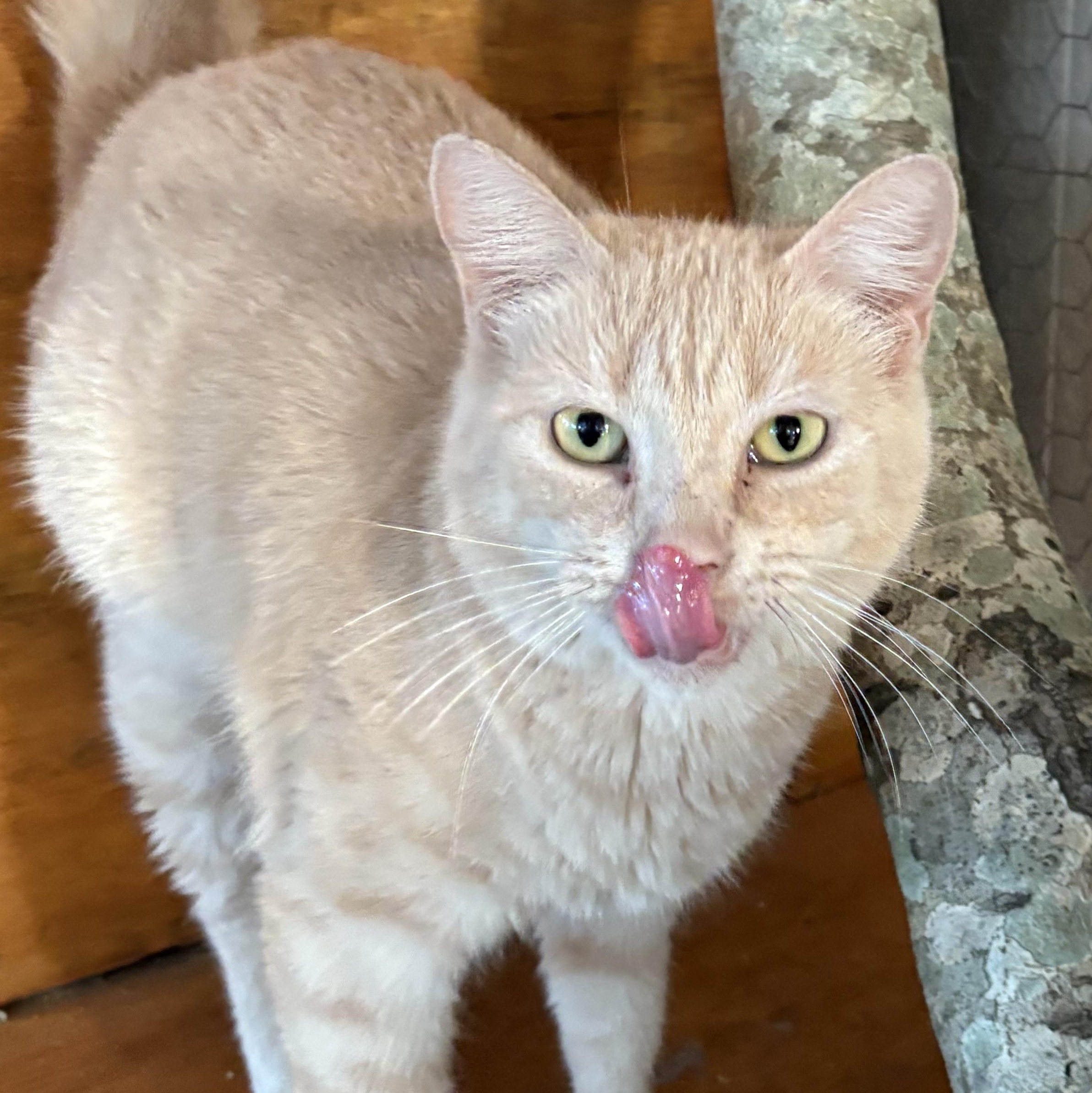 Queenie, Adoptable, Adult Female Domestic Short Hair.