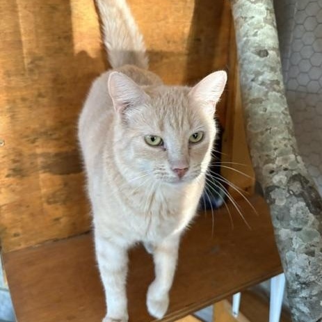 Enlarge Queenie, a Adoptable Domestic Short Hair in Beaufort, SC image 2/3