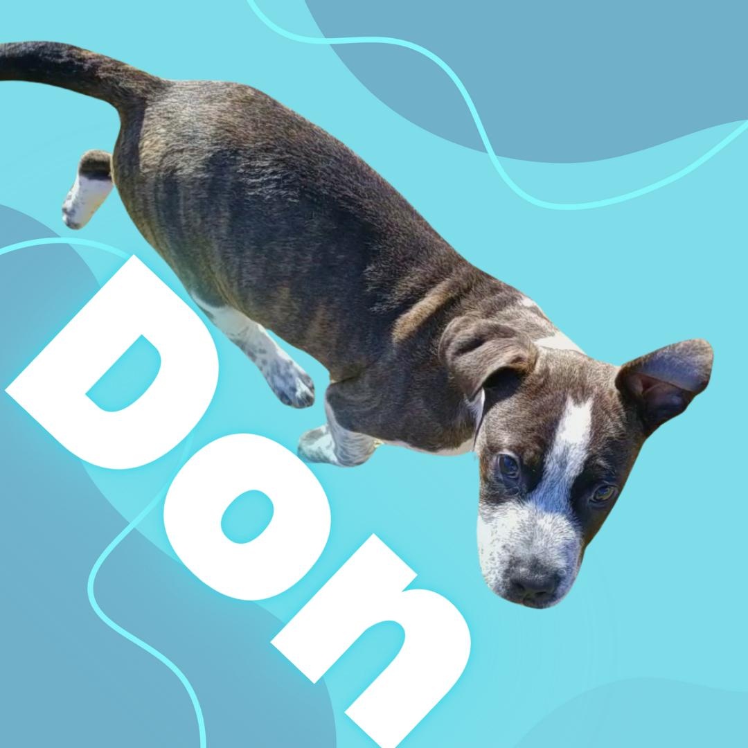 Enlarge Don, a Adoptable Mixed Breed in Aransas Pass, TX image 4/5