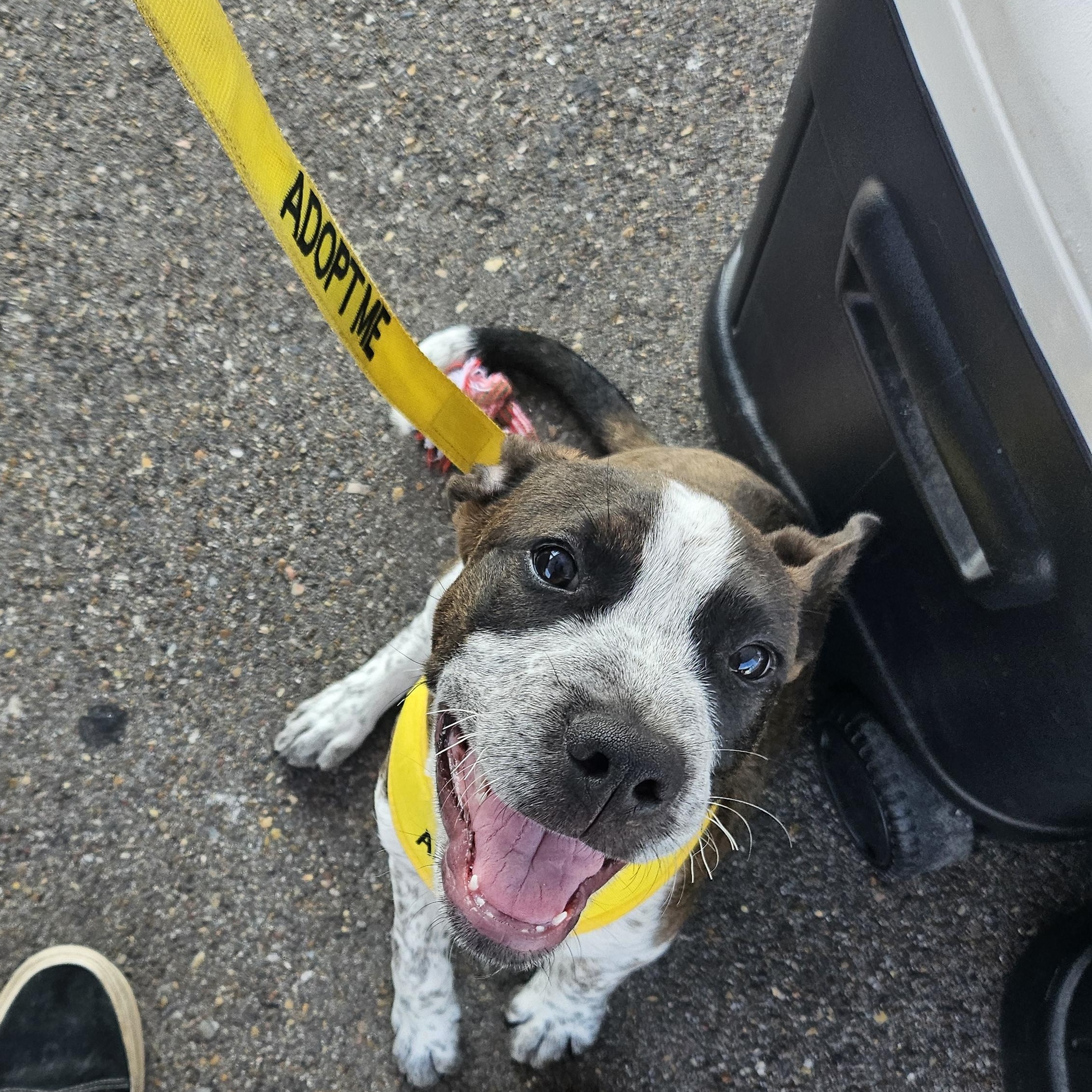 Enlarge Don, a Adoptable Mixed Breed in Aransas Pass, TX image 3/5