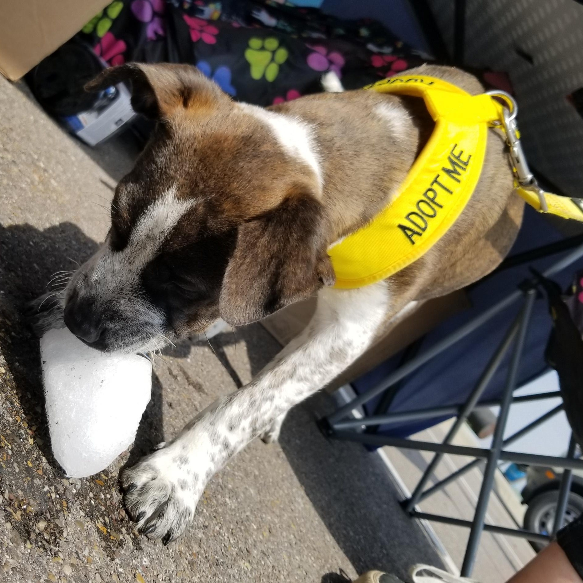 Enlarge Don, a Adoptable Mixed Breed in Aransas Pass, TX image 5/5