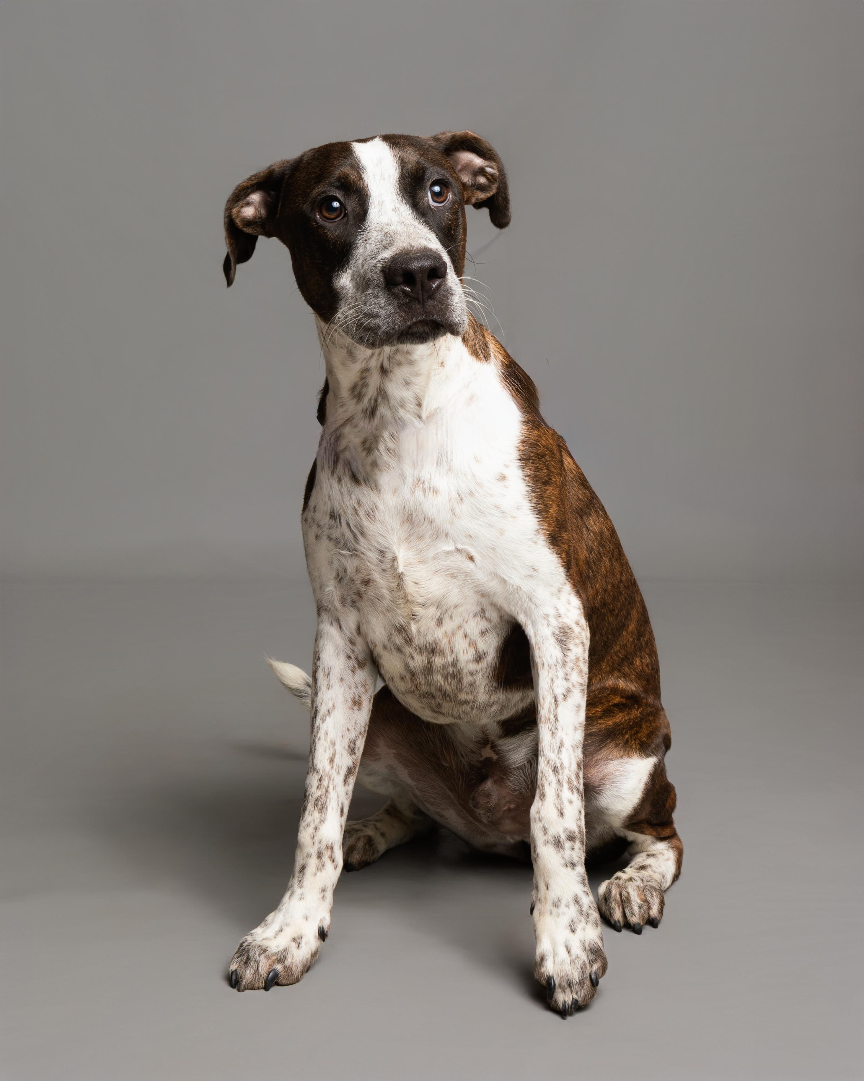 Enlarge Don, a Adoptable Mixed Breed in Aransas Pass, TX image 1/5