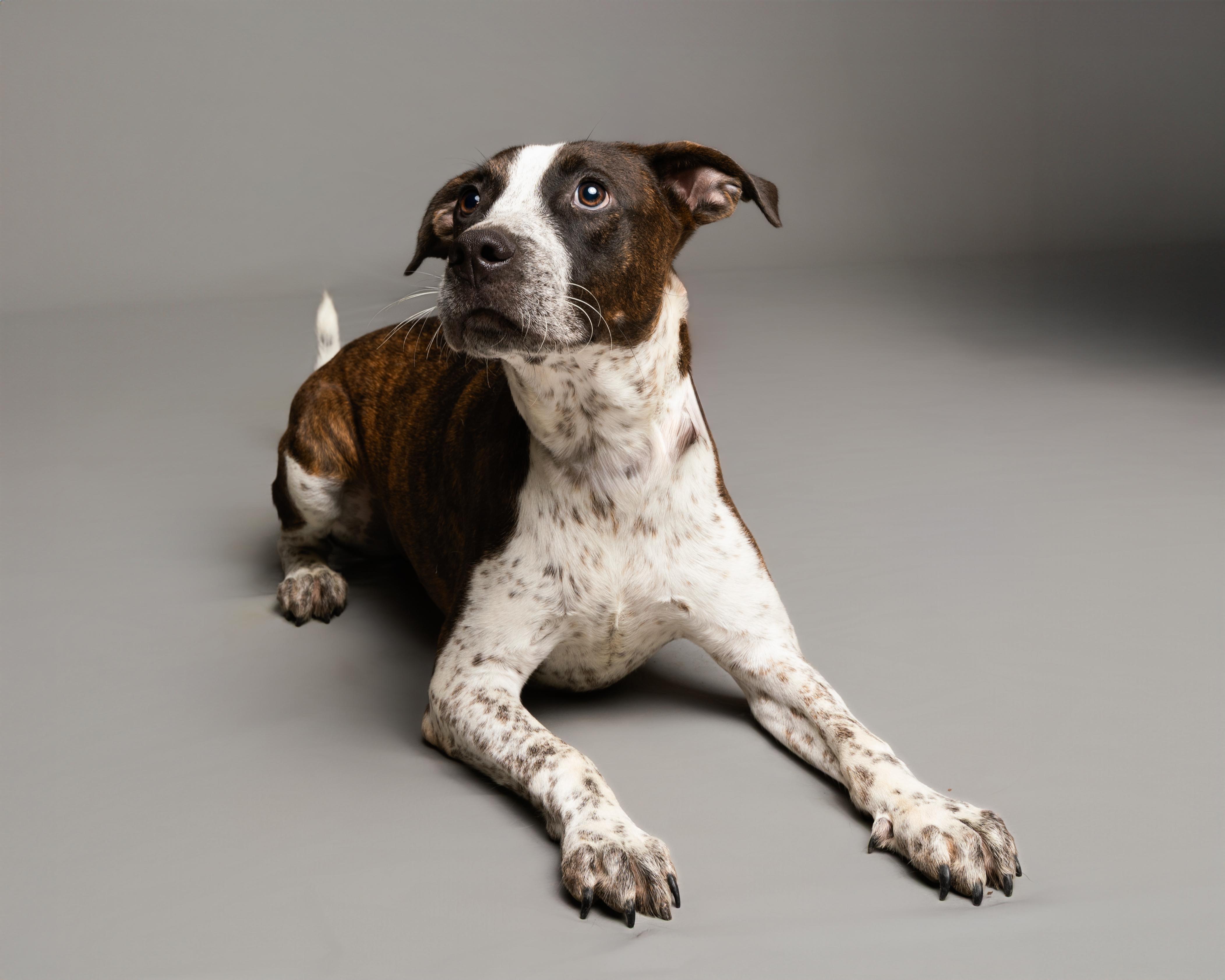 Enlarge Don, a Adoptable Mixed Breed in Aransas Pass, TX image 2/5