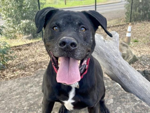 Enlarge HOBBIE, a Adoptable mixed breed in Martinez, CA image 1/1