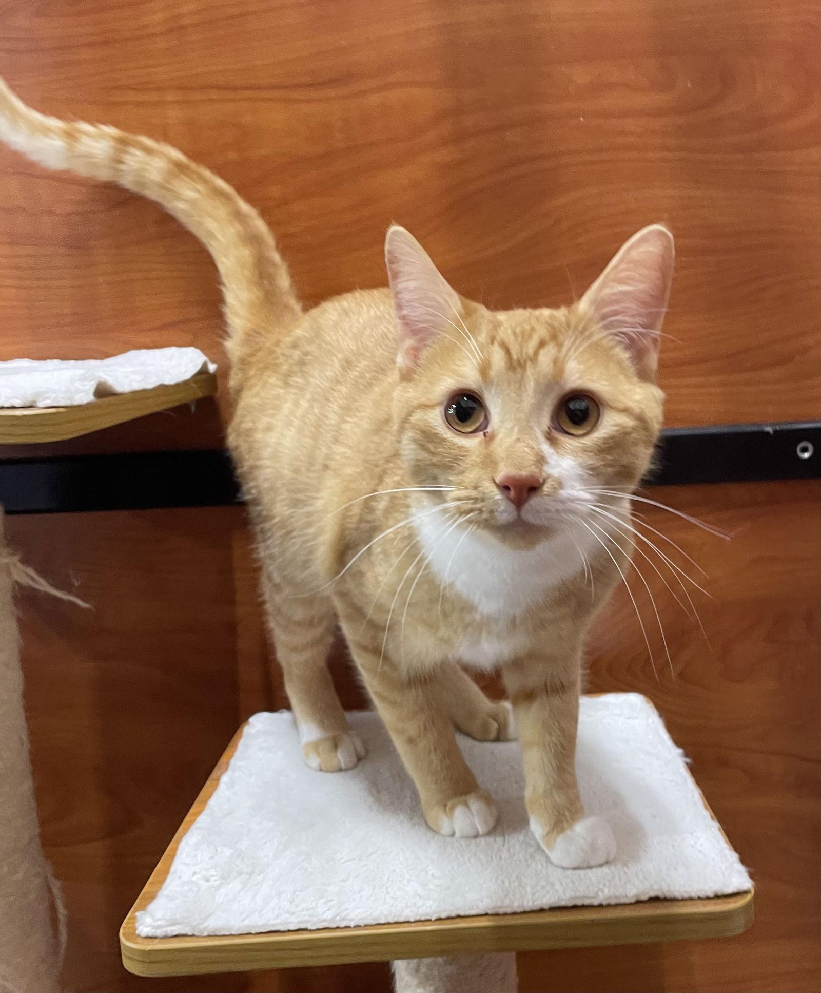 Enlarge Honey Bear, a Adopted Domestic Short Hair in Oxford, MS image 1/2