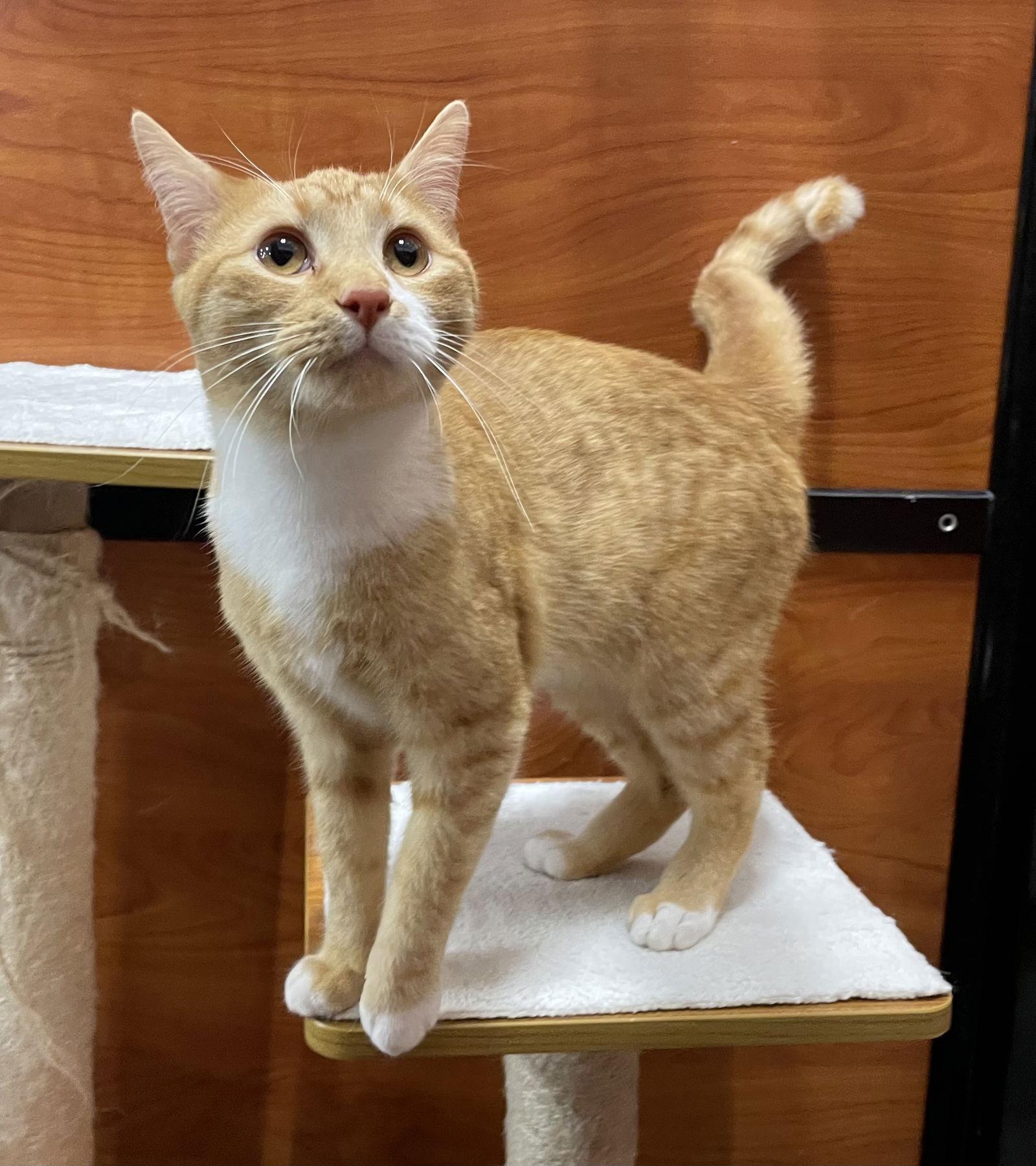 Enlarge Honey Bear, a Adopted Domestic Short Hair in Oxford, MS image 2/2