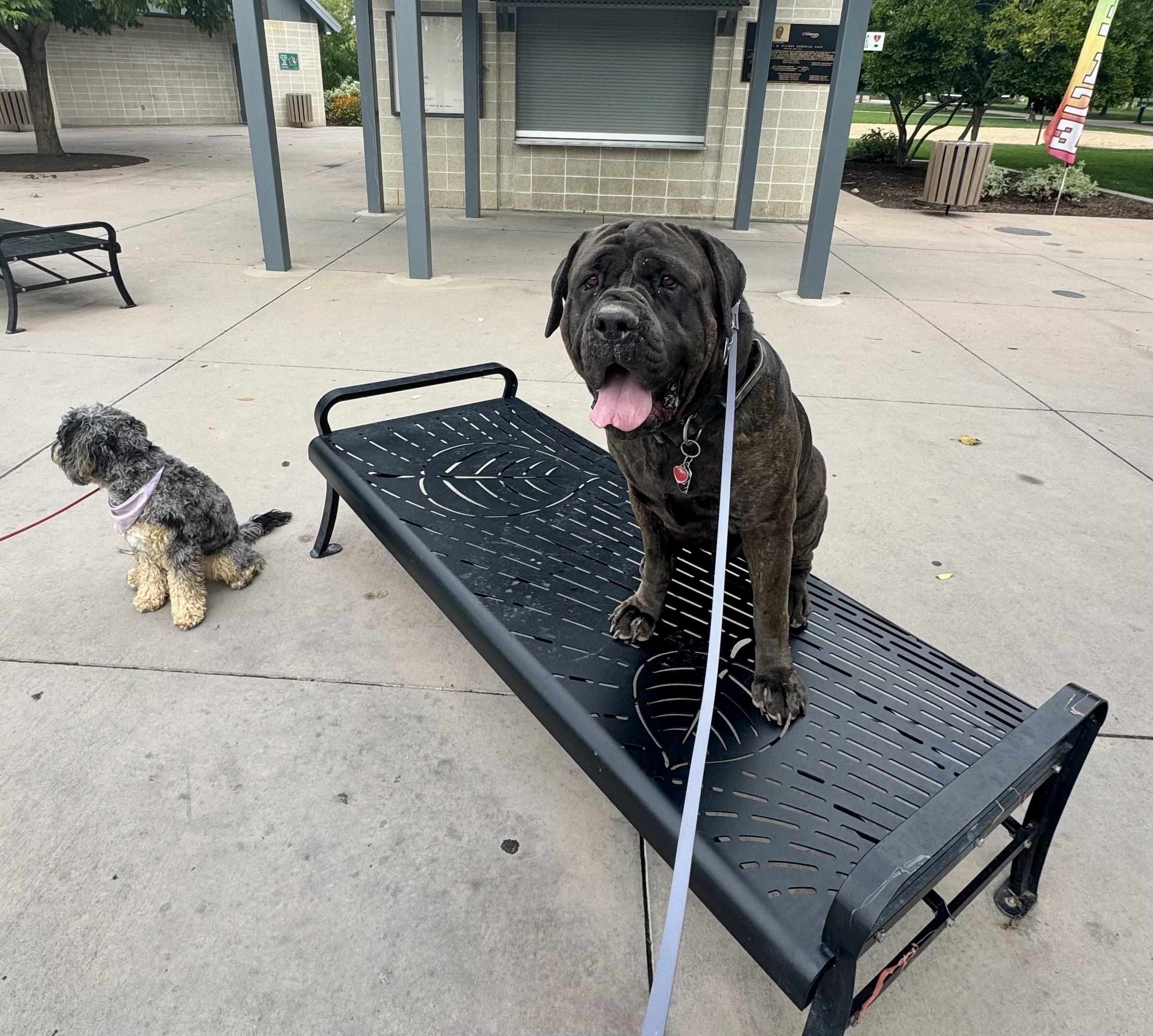 Enlarge Zeus!, a Adoptable Cane Corso in Eagle, ID image 5/6