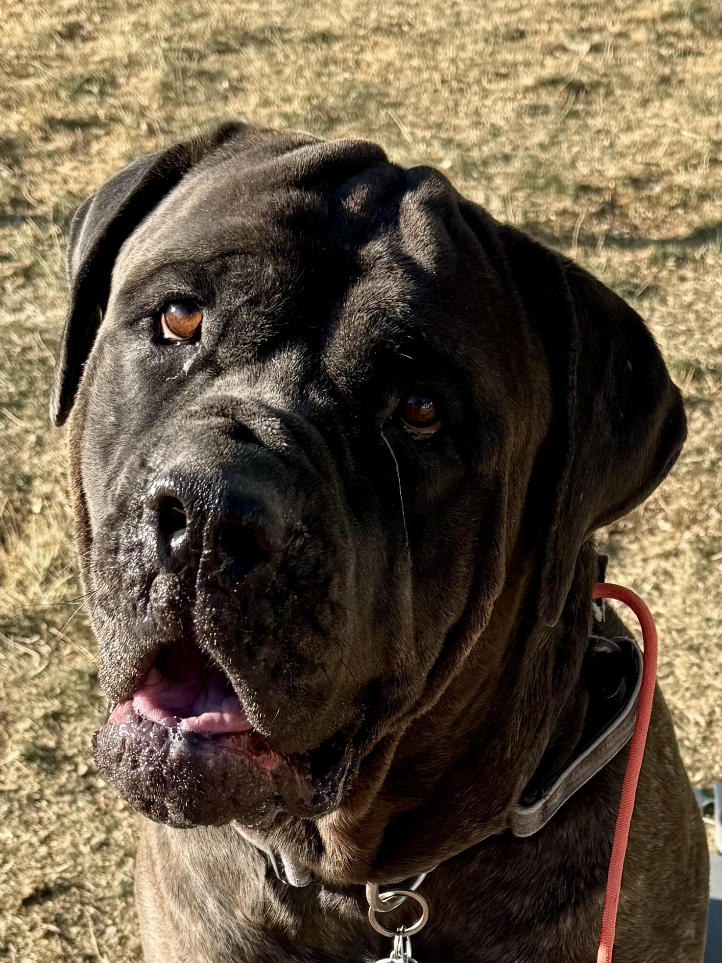 Enlarge Zeus!, a Adoptable Cane Corso in Eagle, ID image 1/6