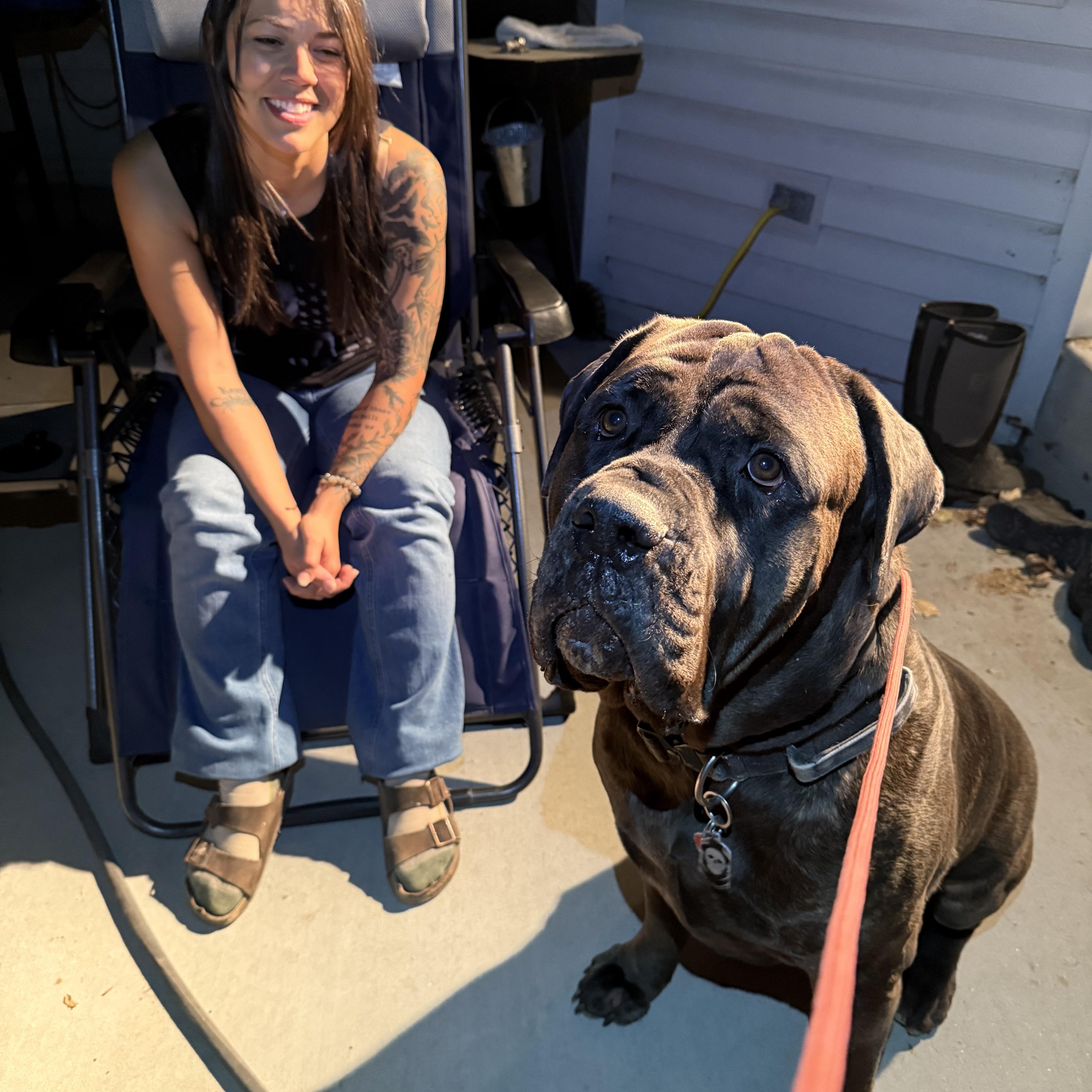 Enlarge Zeus!, a Adoptable Cane Corso in Eagle, ID image 3/6