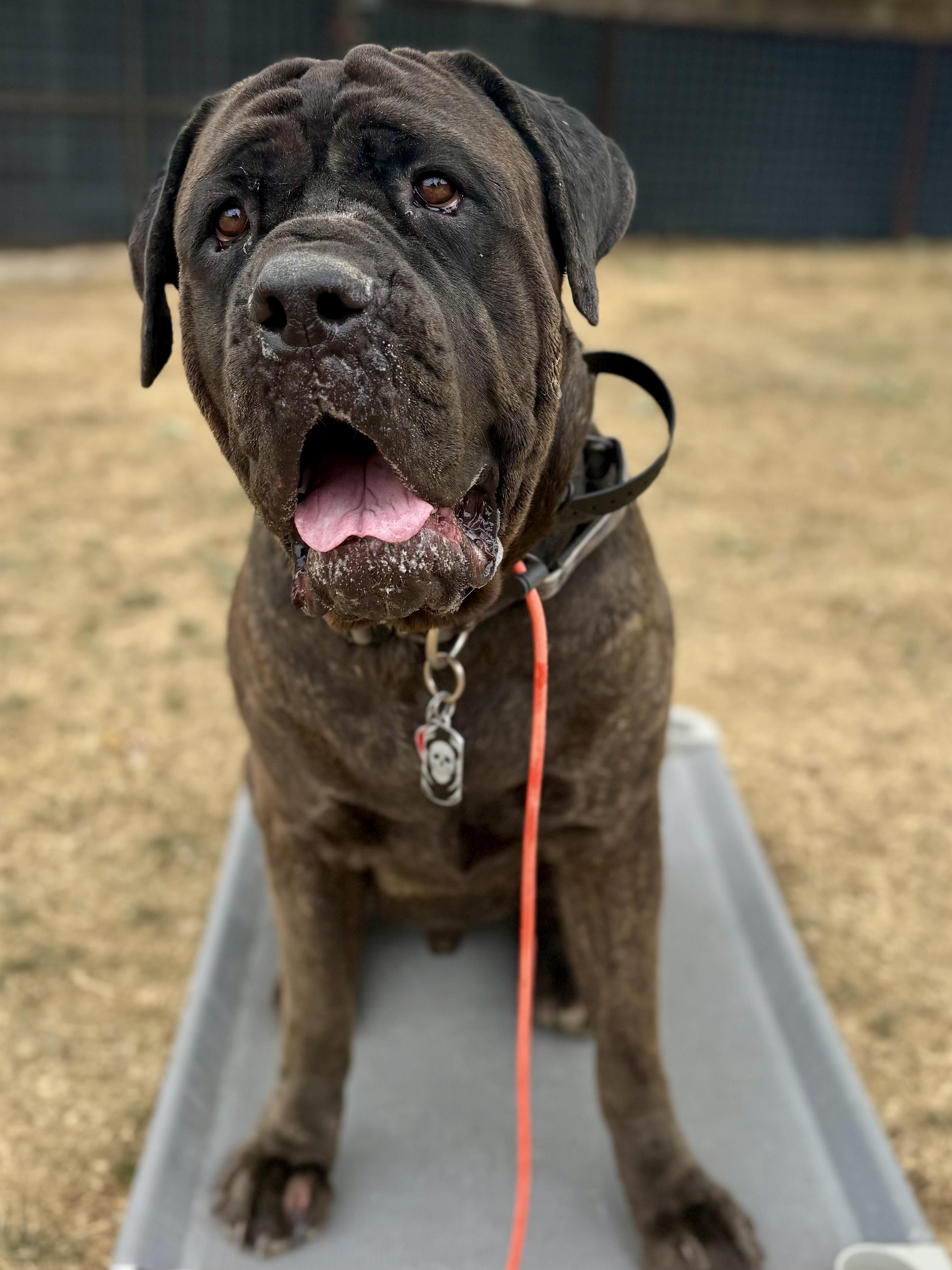 Enlarge Zeus!, a Adoptable Cane Corso in Eagle, ID image 2/6