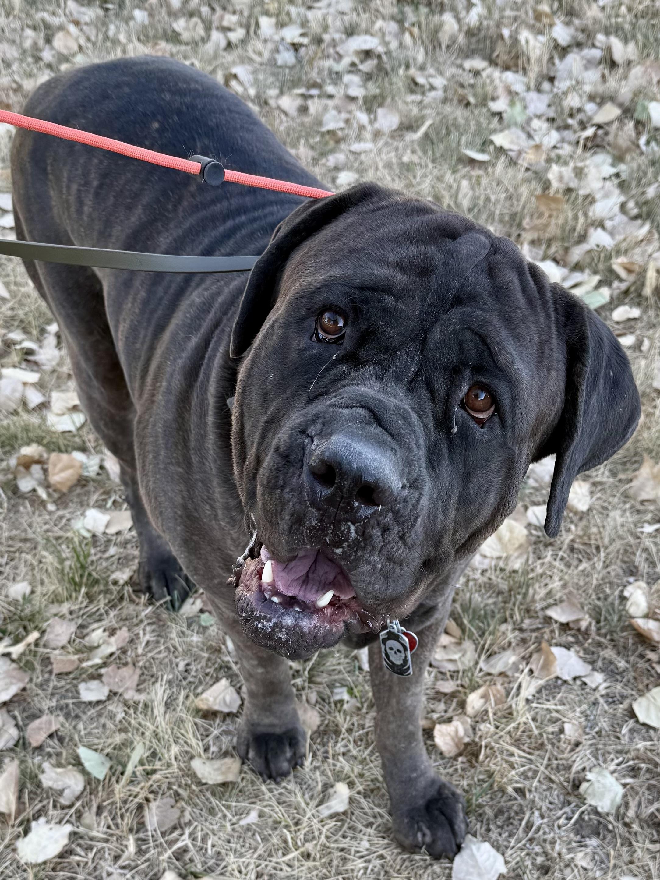 Enlarge Zeus!, a Adoptable Cane Corso in Eagle, ID image 4/6