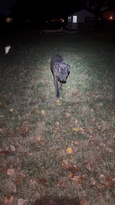 Enlarge Zeus!, a Adoptable Cane Corso in Eagle, ID video 6/6