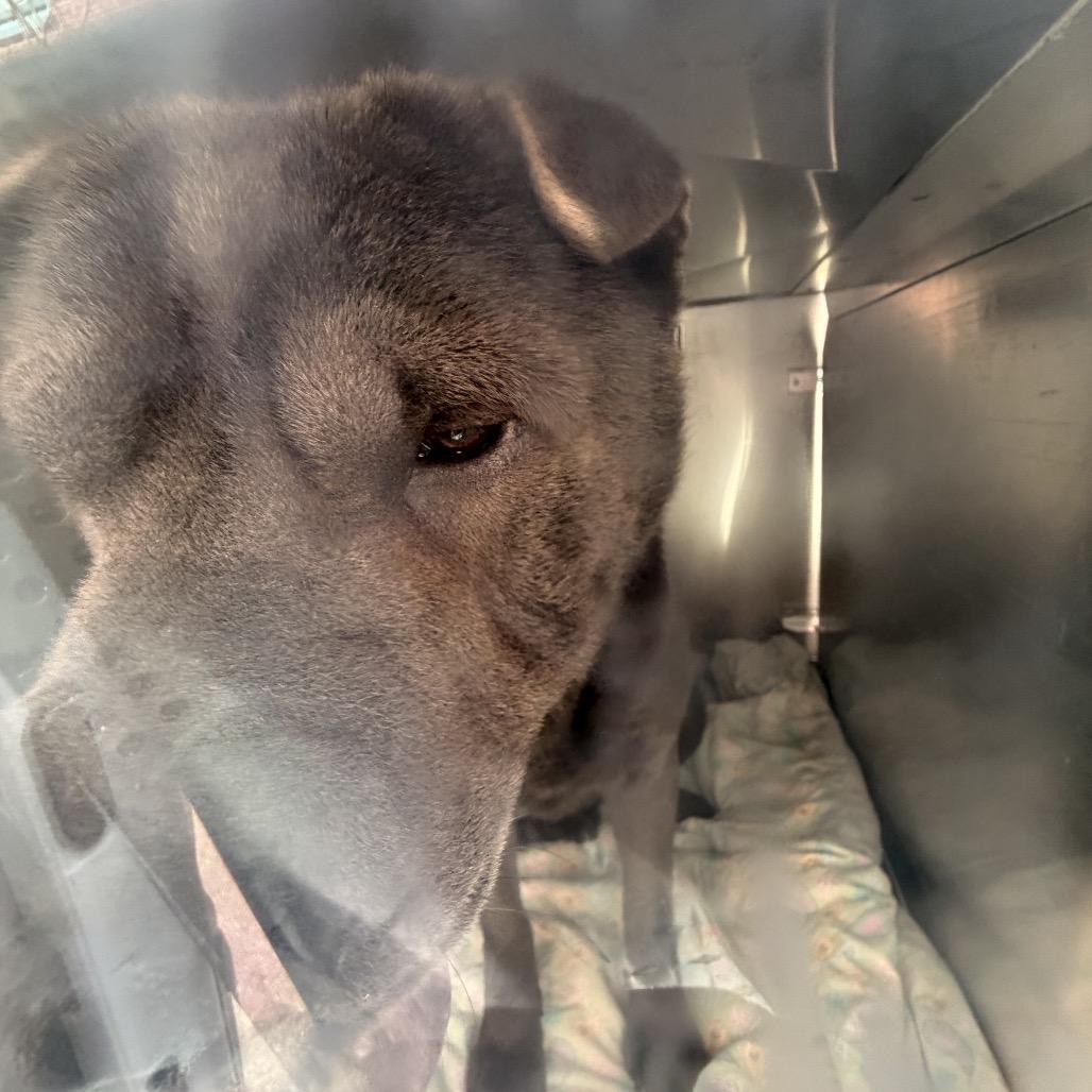Orville, Adoptable, Adult Male Shar-Pei.