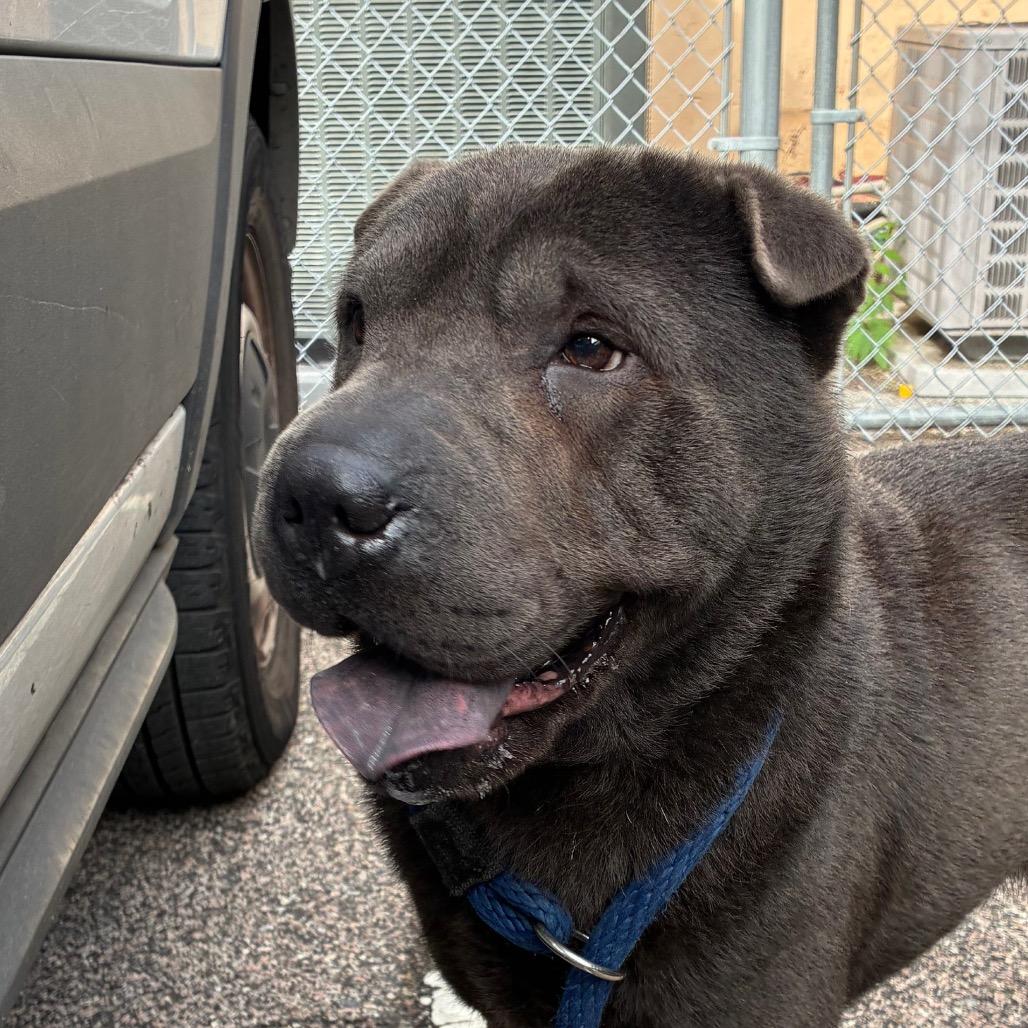 Enlarge Orville, a Adoptable Shar-Pei in Philadelphia, PA image 2/2