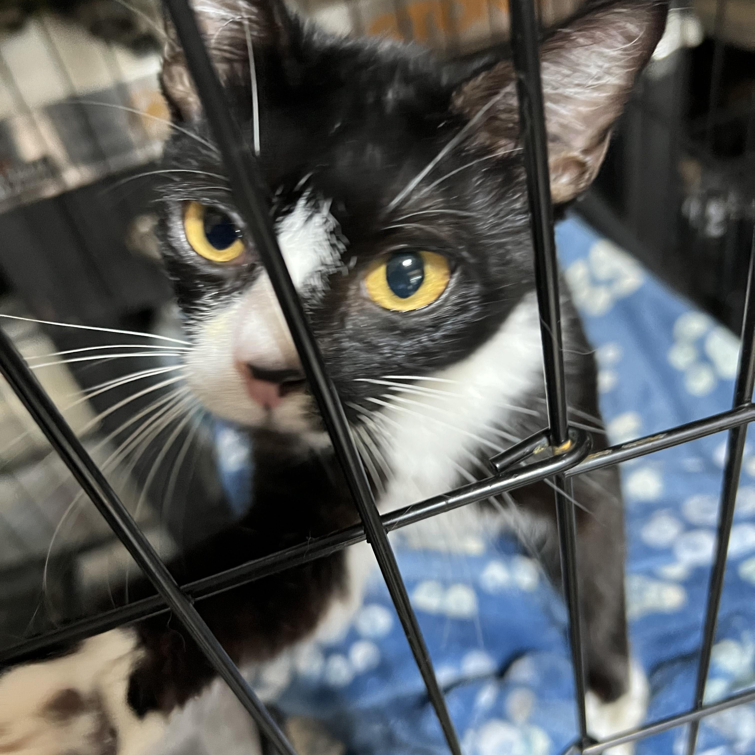 Enlarge Sebastian, a Adoptable Domestic Short Hair in Newborn, GA image 2/2