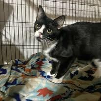 Sebastian, Adoptable, Adult Male Domestic Short Hair.