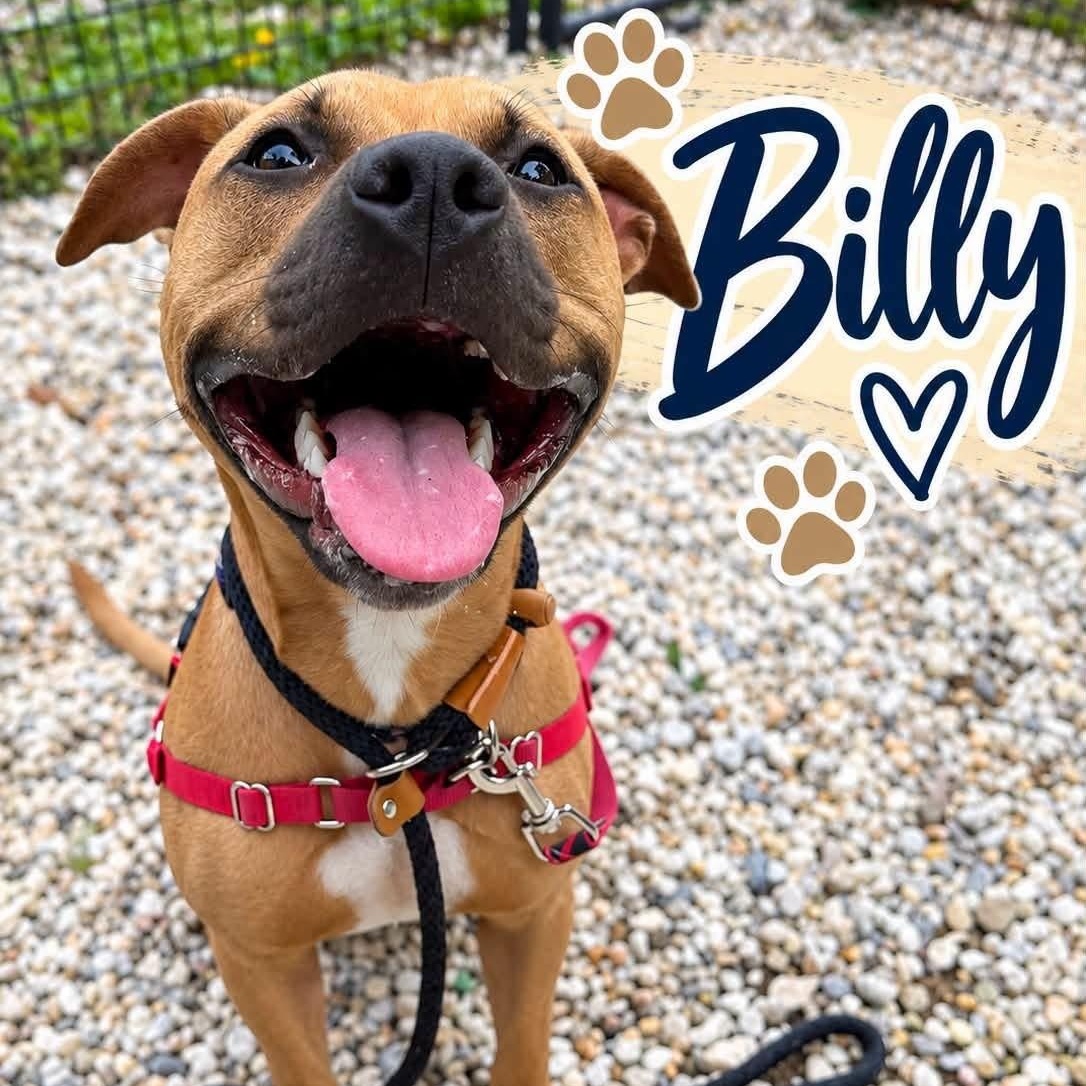 Enlarge Billy, a Adoptable Pit Bull Terrier in Jackson, NJ image 1/2