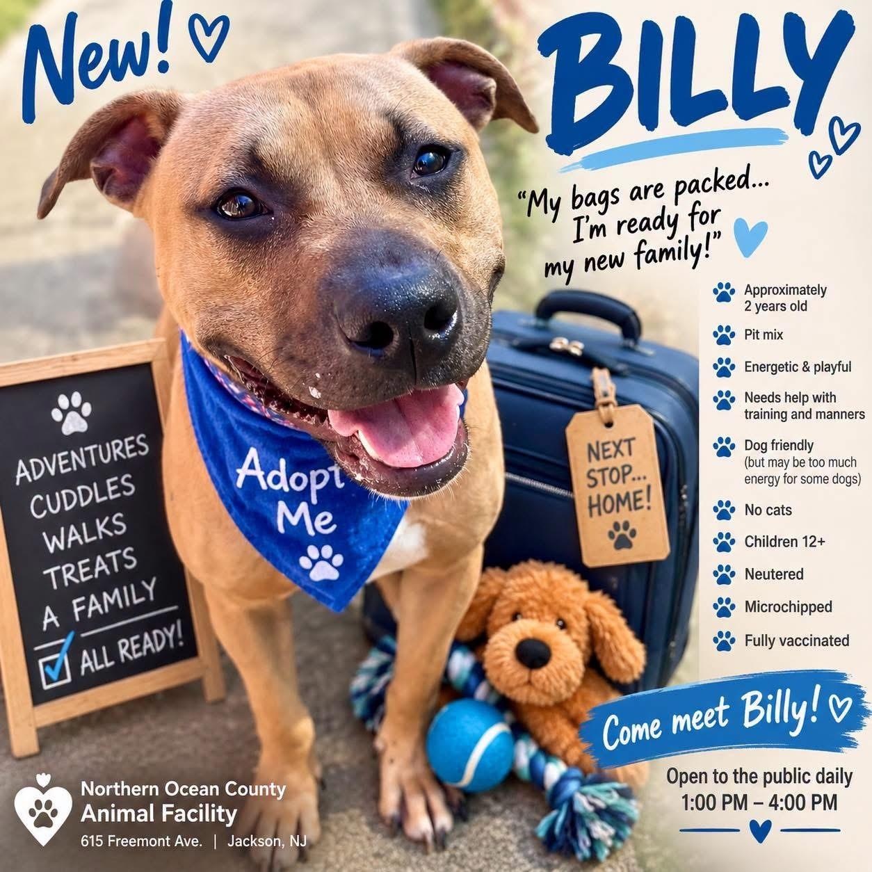 Enlarge Billy, a Adoptable Pit Bull Terrier in Jackson, NJ image 2/2