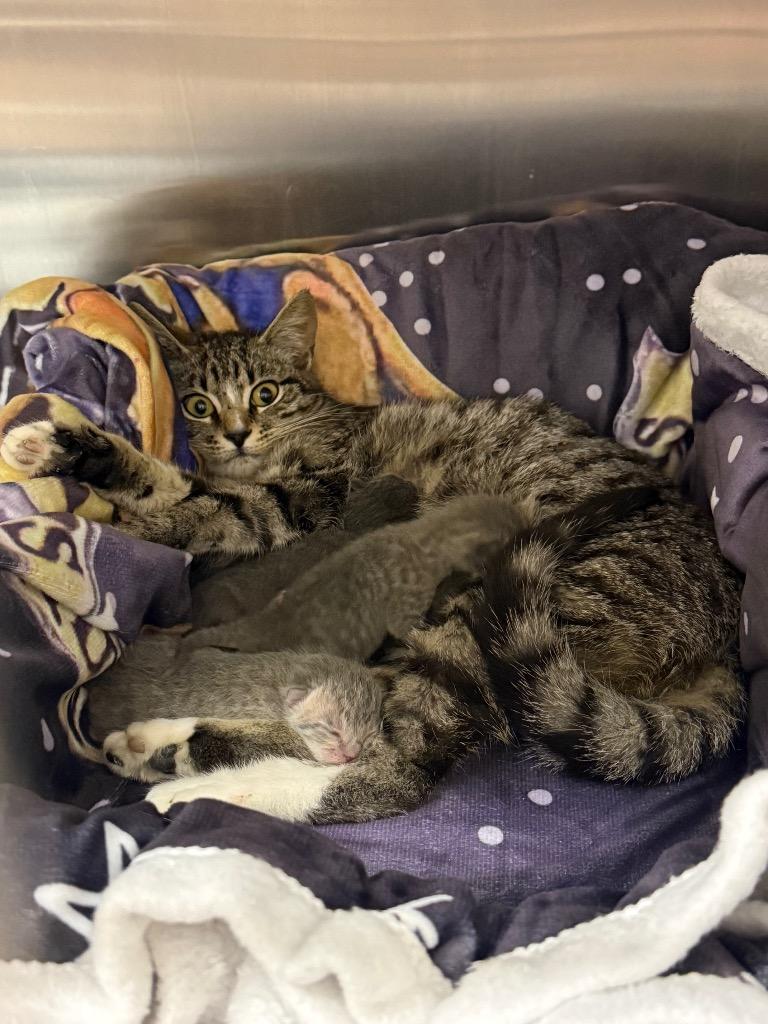 Costena, Adoptable, Kitten Female Domestic Short Hair.