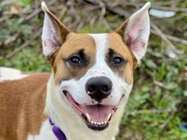 Enlarge FLINT, a Adoptable mixed breed in Tacoma, WA image 1/1