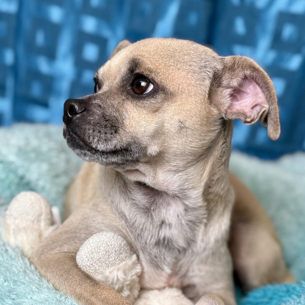 Enlarge Brie - sweet little Pug mix. from overcrowded house. , a Adoptable mixed breed in Austin, TX image 3/5