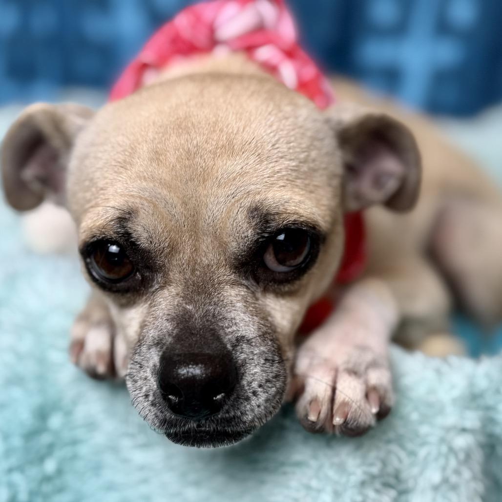 Enlarge Brie - sweet little Pug mix. from overcrowded house. , a Adoptable mixed breed in Austin, TX image 2/5